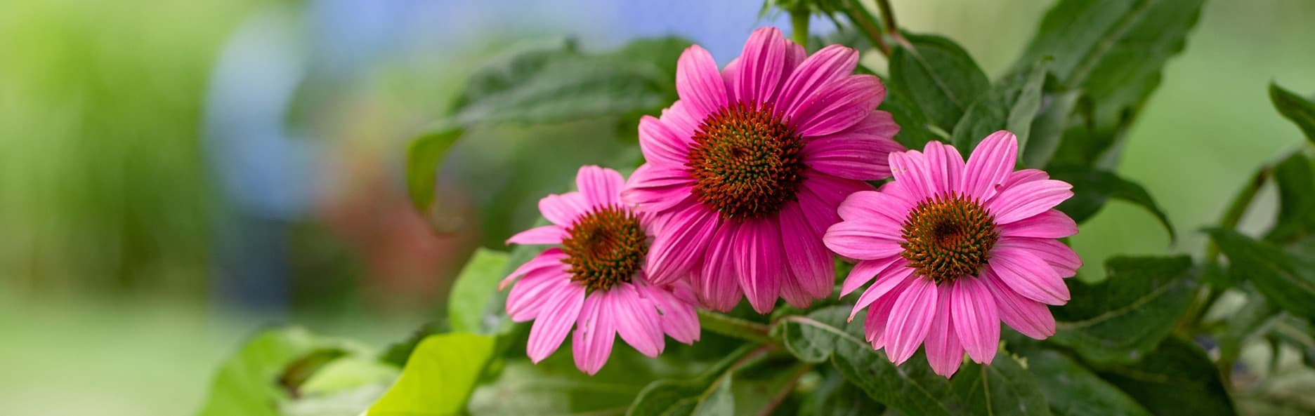 pink coneflowers in shade