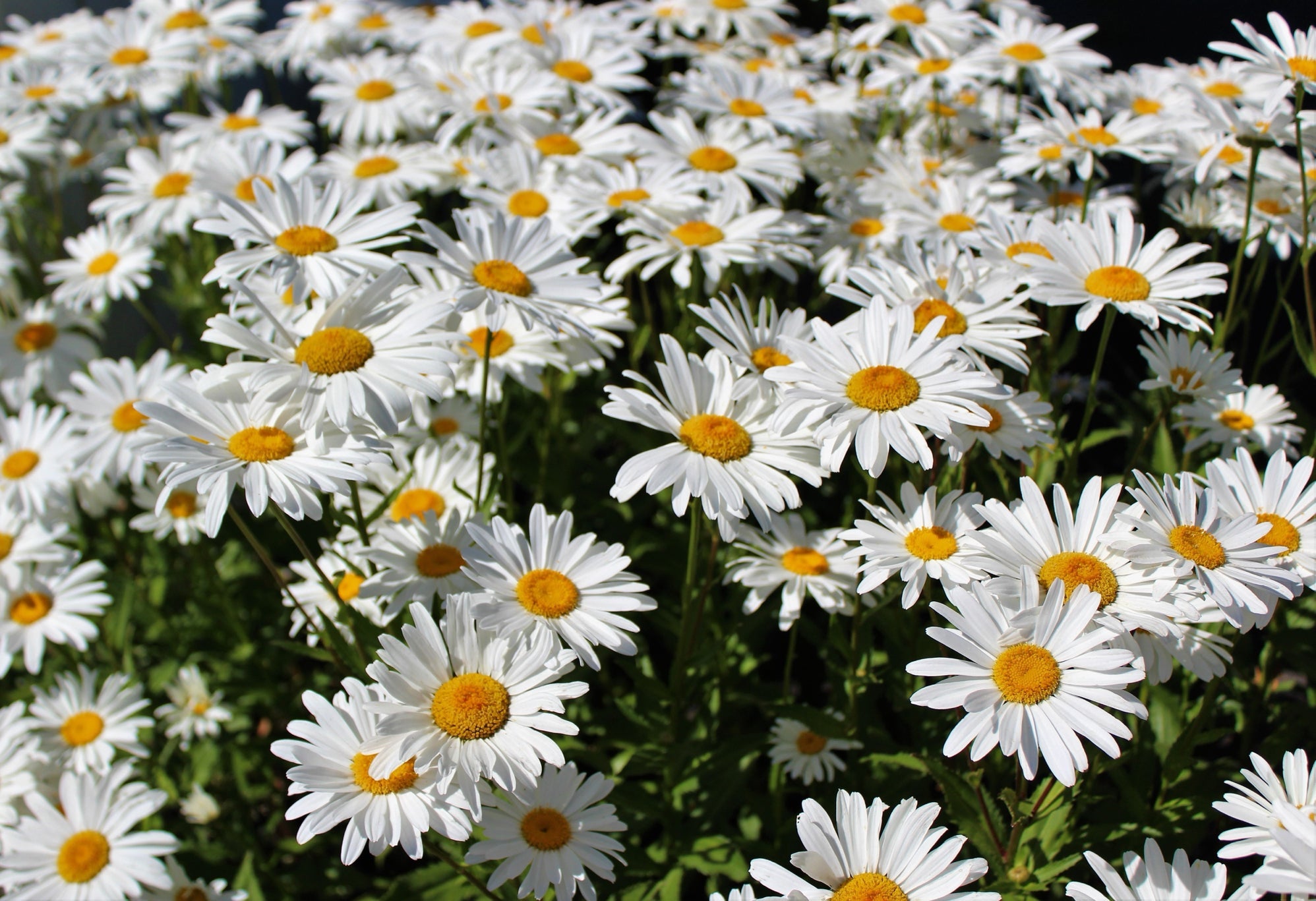 shasta daisies with white petals and yellow centres growing in a field outside