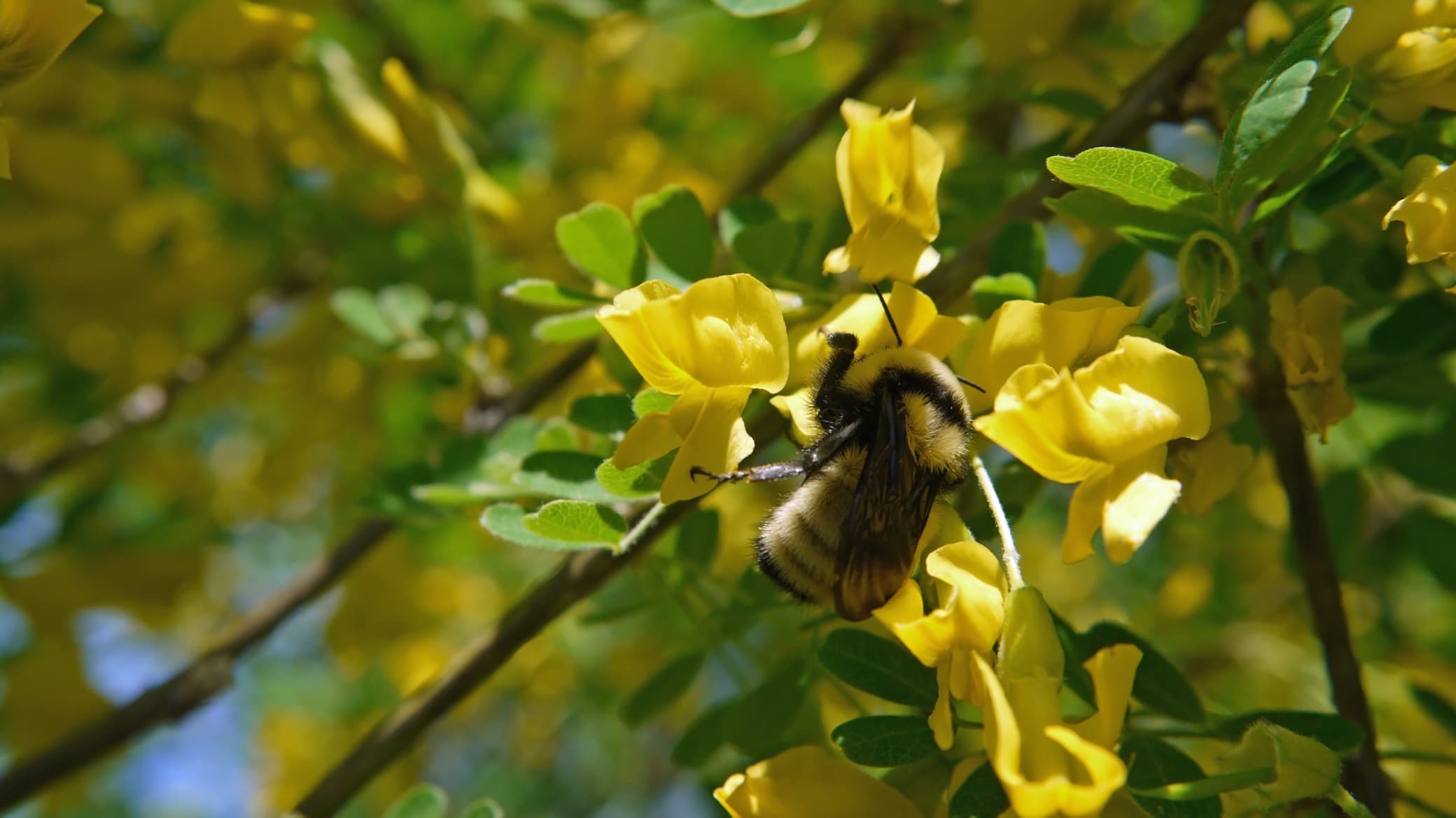 bumblebee collecting pollen from the yellow flowers of a siberian peashrub tree