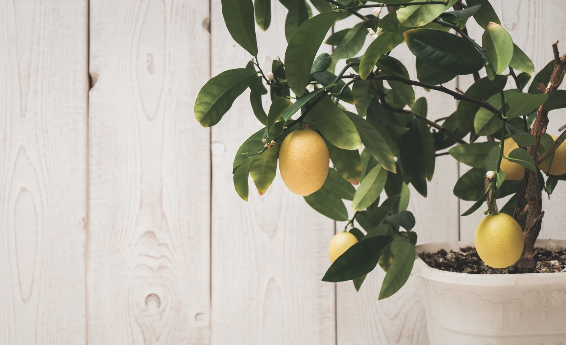 lemon tree in a grey pot growing indoors