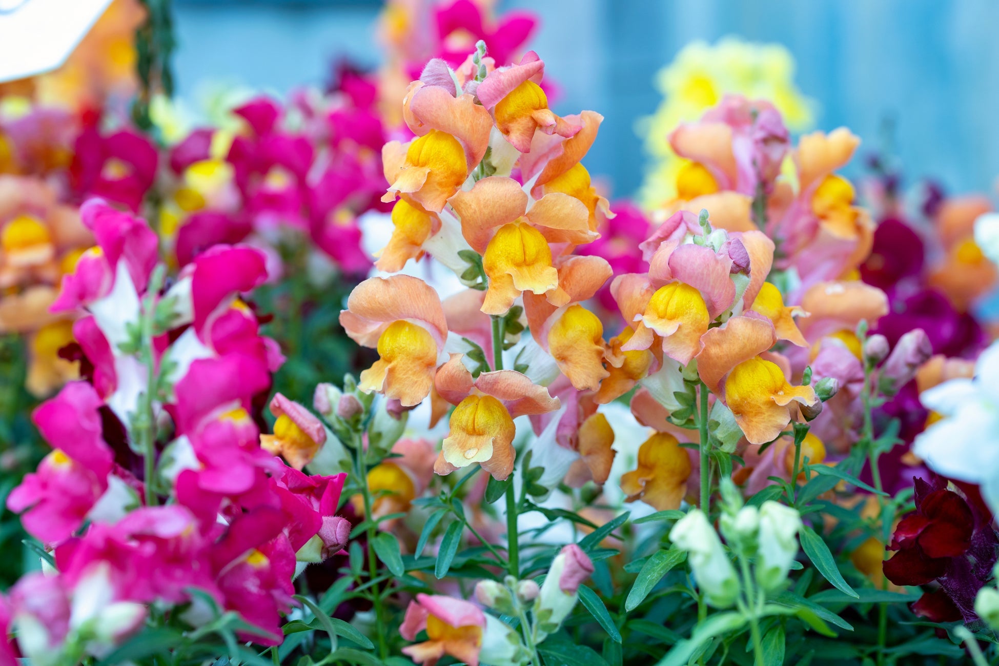 pink, orange, white and red flowering snapdragons growing outside