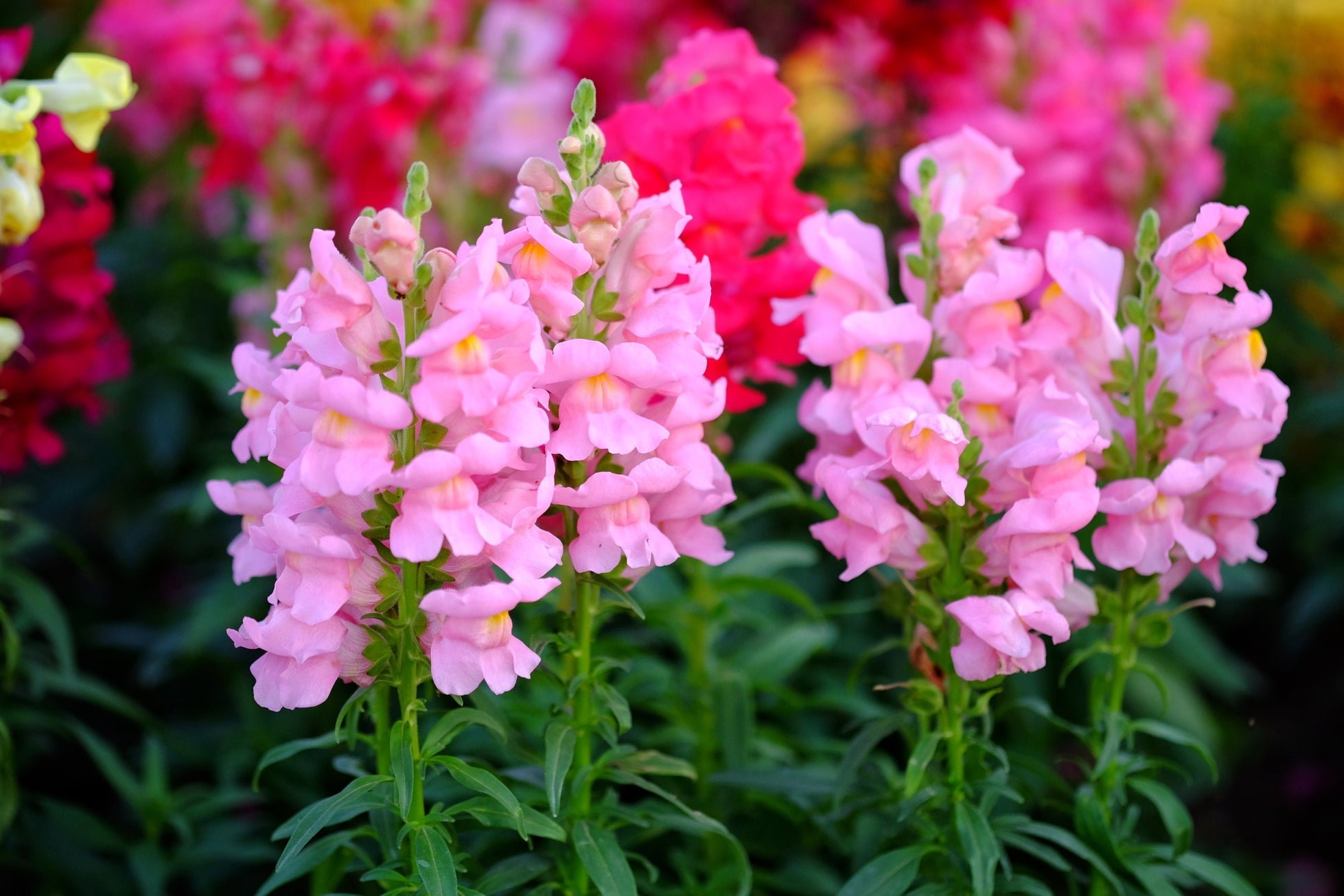pink flowering snapdragons with tall stems and dark green foliage growing outside in a garden bed