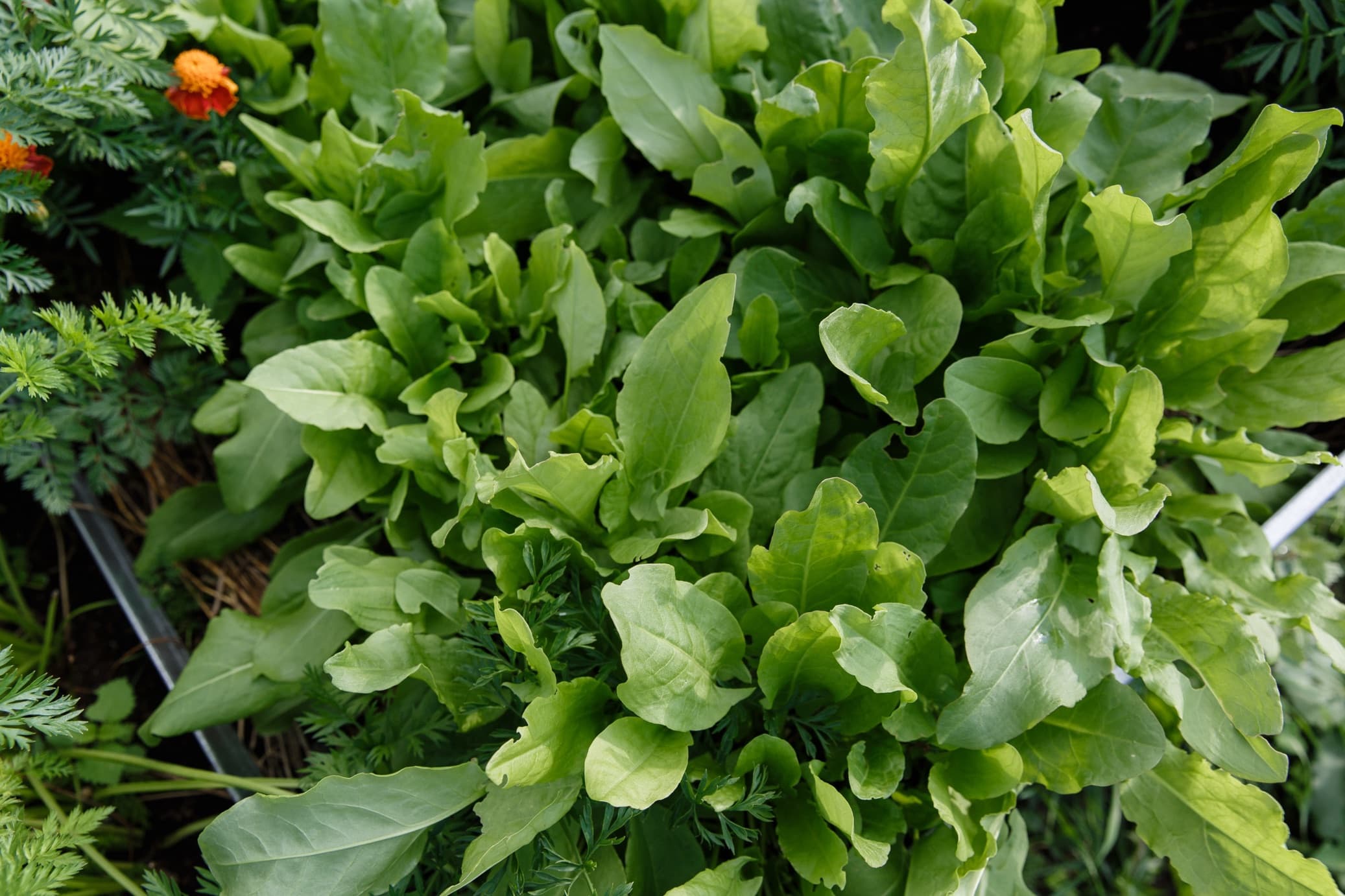 English vs French Sorrel Explained, With 12 Interesting Varieties To Try  And Grow | Horticulture.co.uk