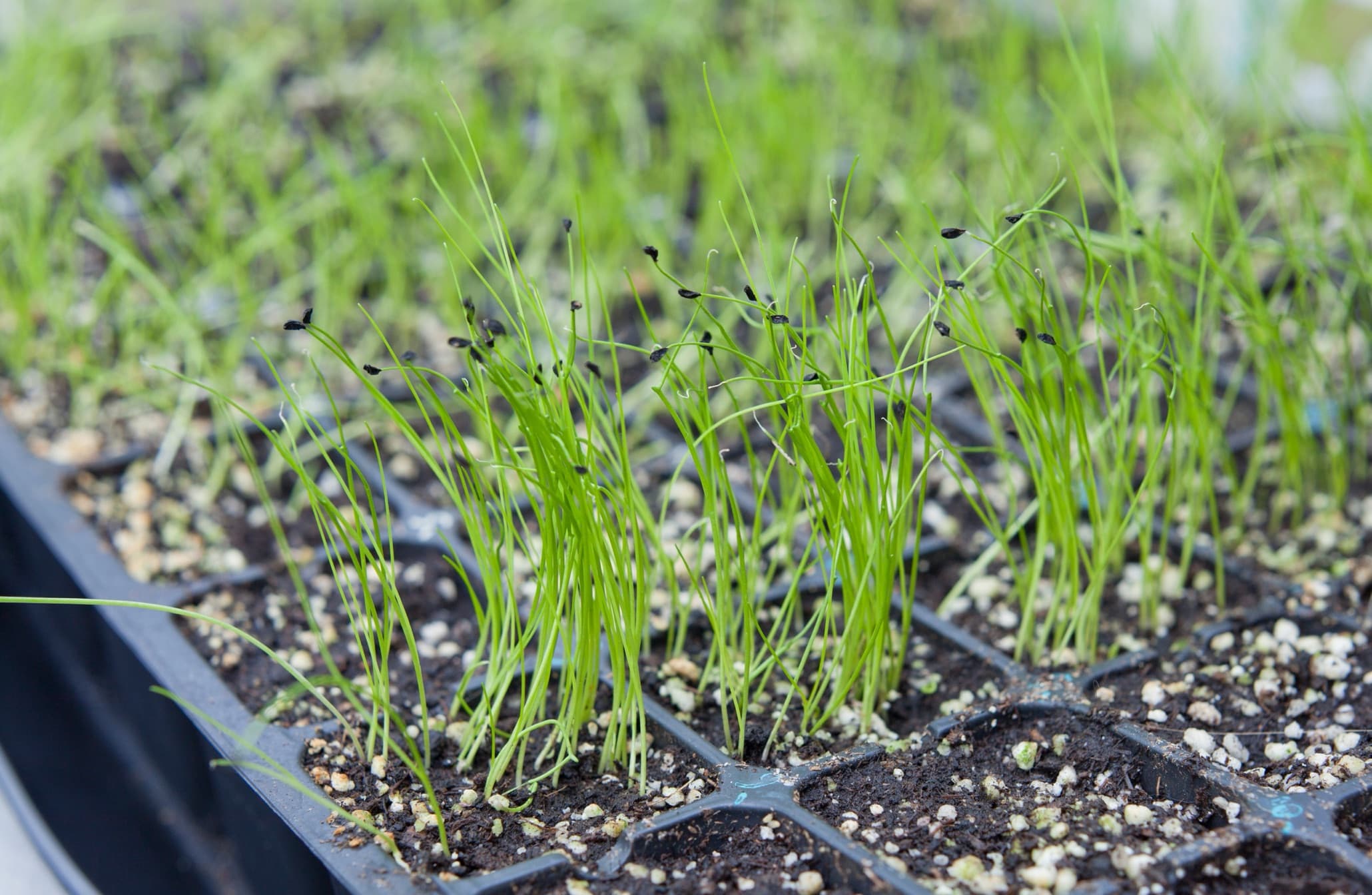 onion seedlings growing in tray pots