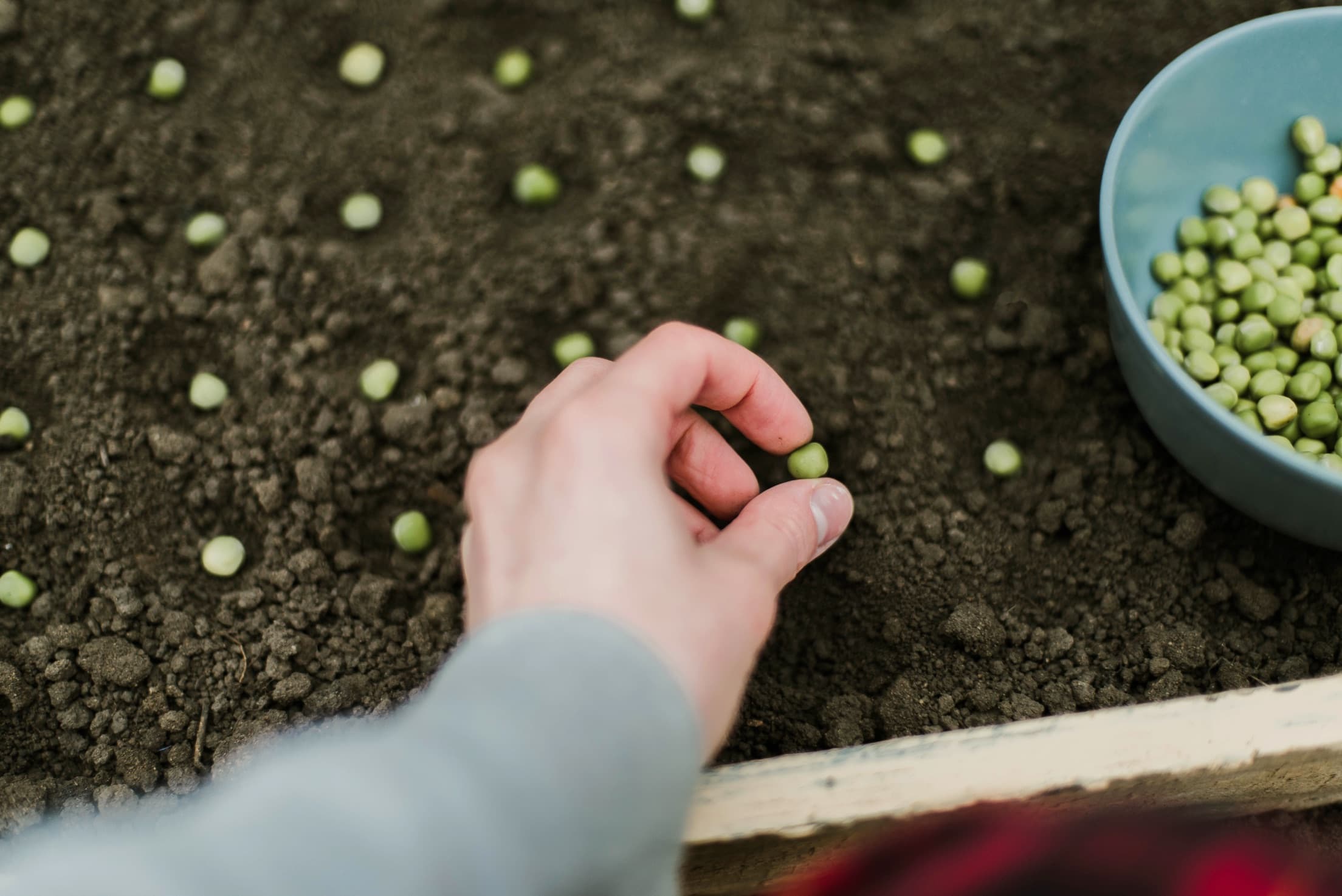 gardener sowing peas at an equal spacing in a garden bed