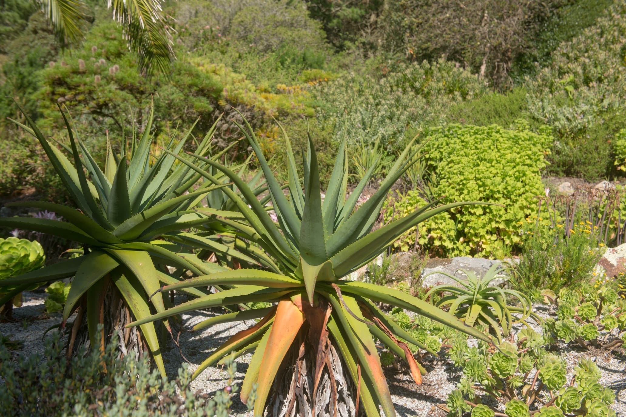 Aloe x principis growing in a tropical garden