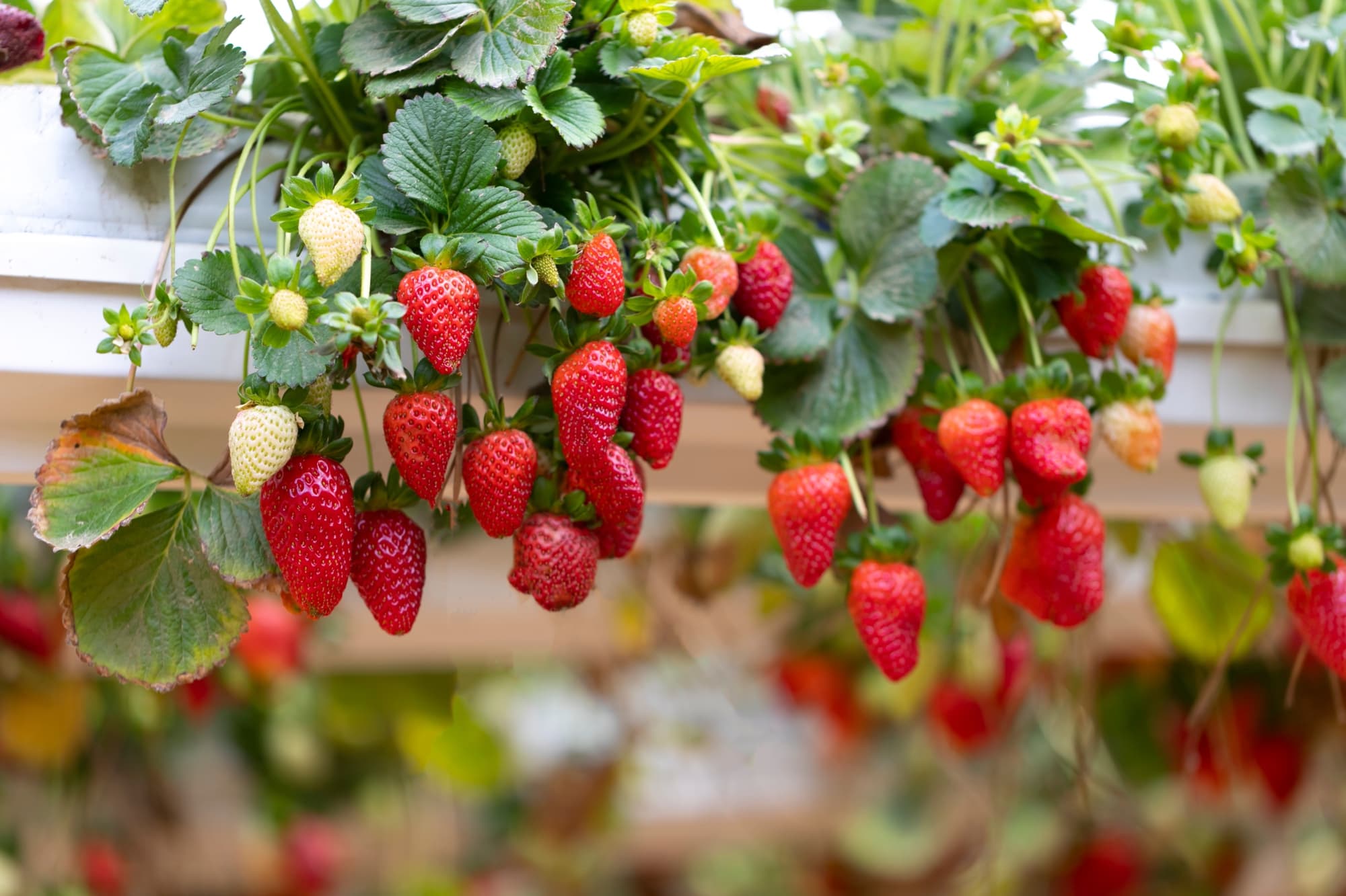 red fruits from a strawberry plant cascading over the side of a white balcony