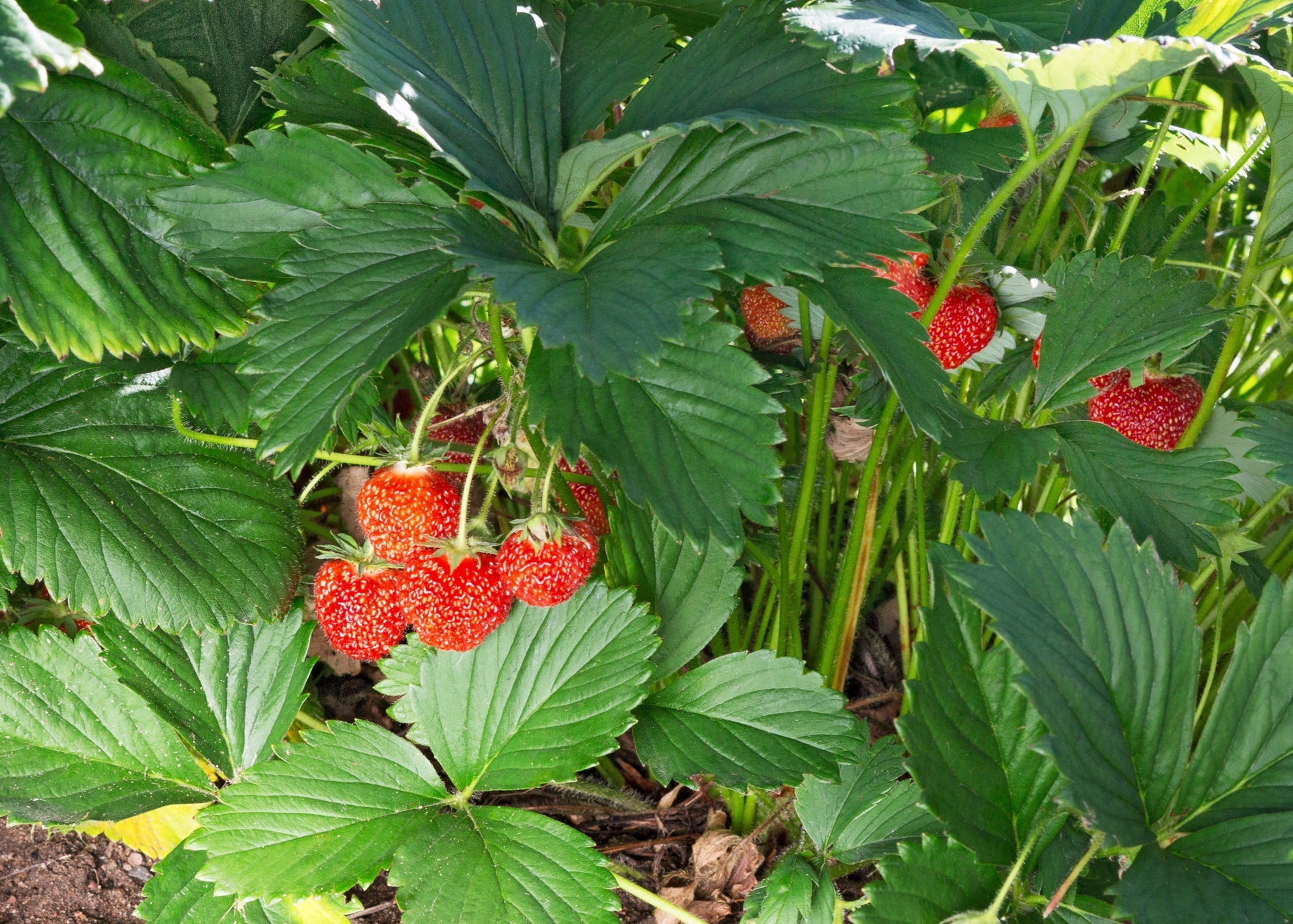 strawberries growing from its plant outside