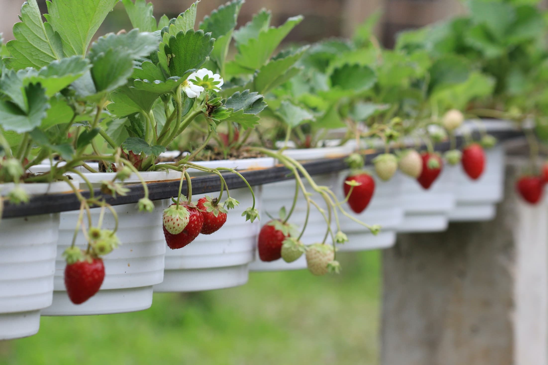 red strawberry fruits hanging from grey planters