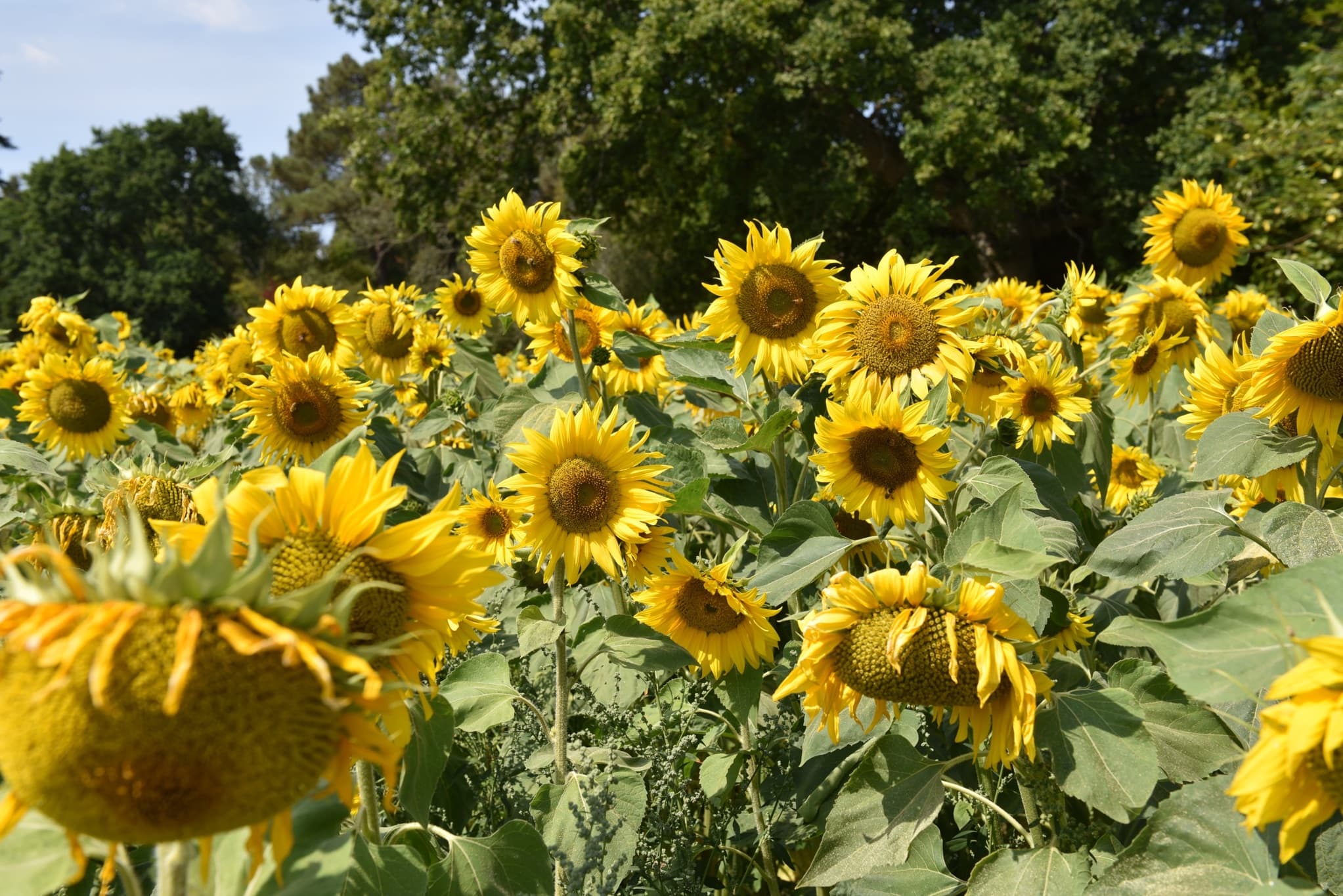 beautiful field of sunflowers in bloom on a sunny day