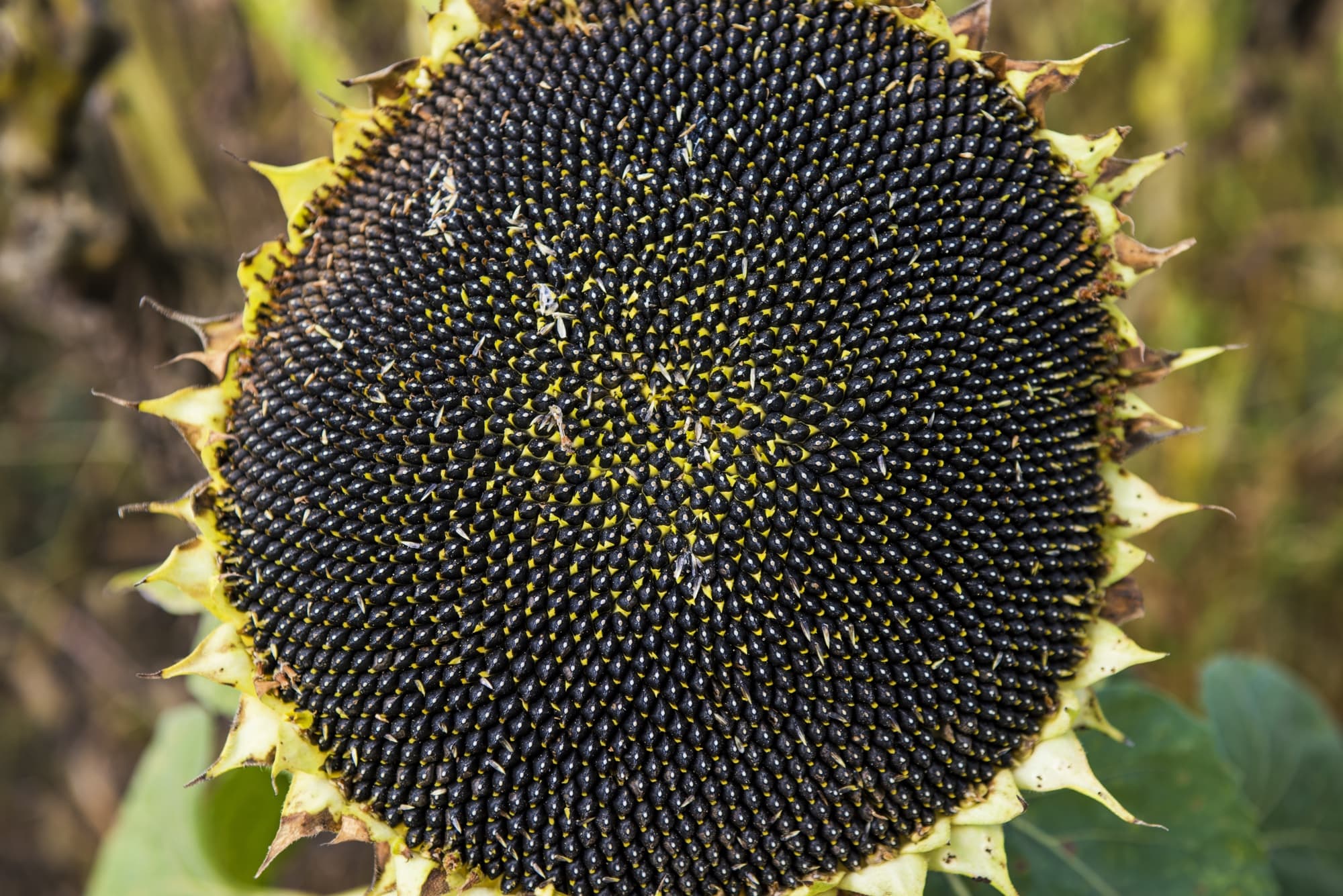 close-up of the black seeds at the centre of a dying sunflower
