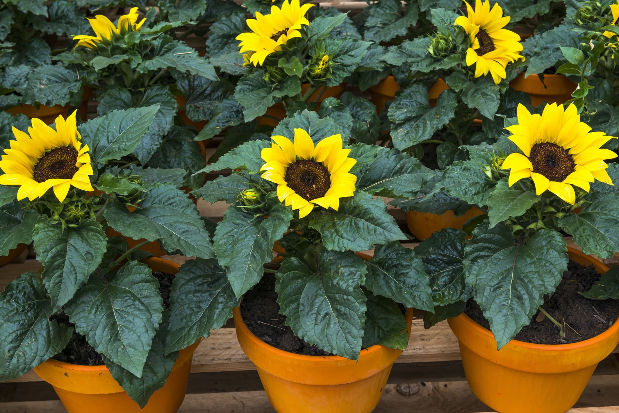 sunflowers growing in terracotta pots