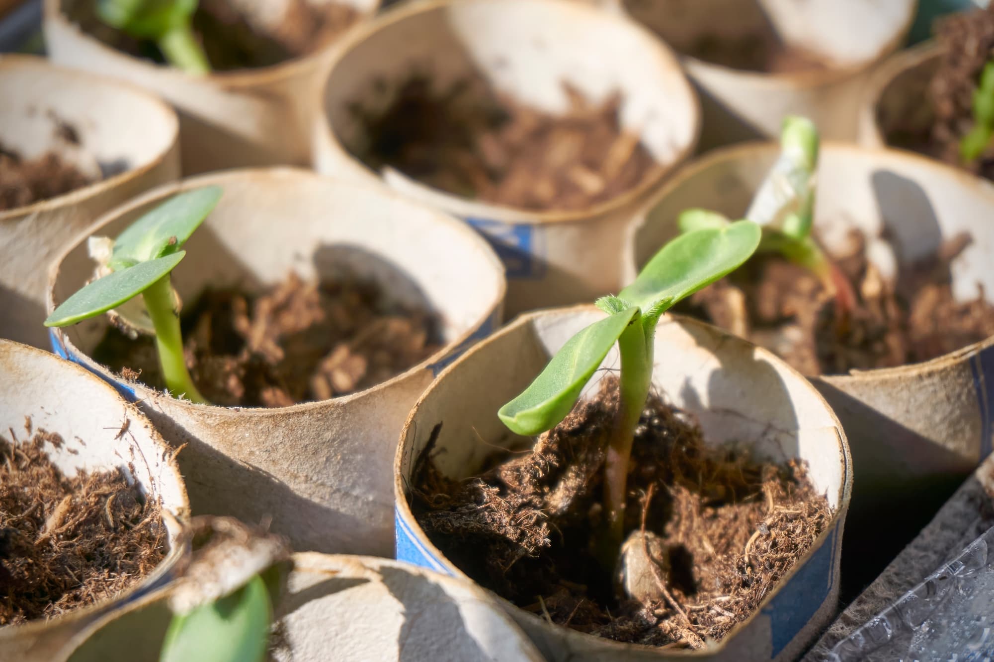 green growth emerging from a compost mix in toilet tubes where sunflower seeds have been planted