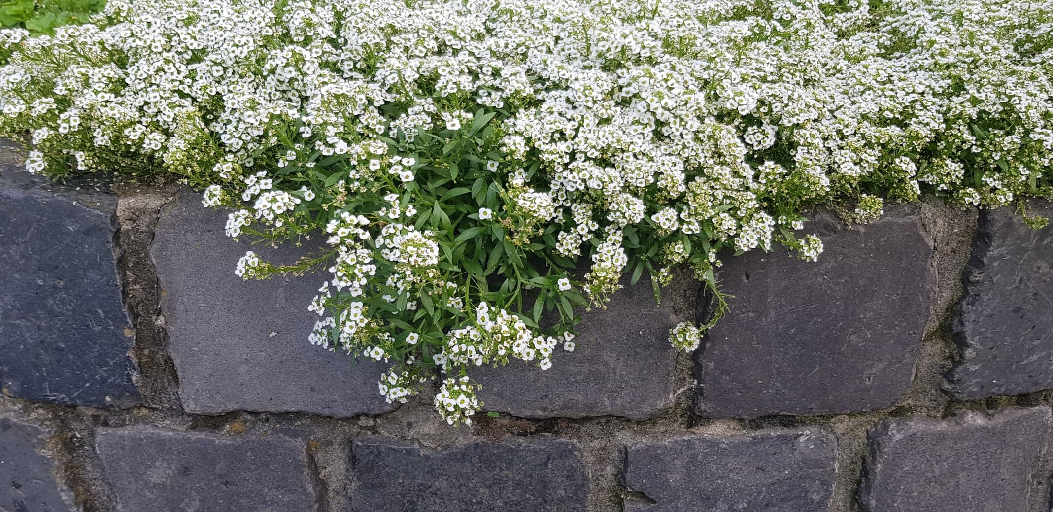 white flowers of lobularia maritima hanging over grey brick wall
