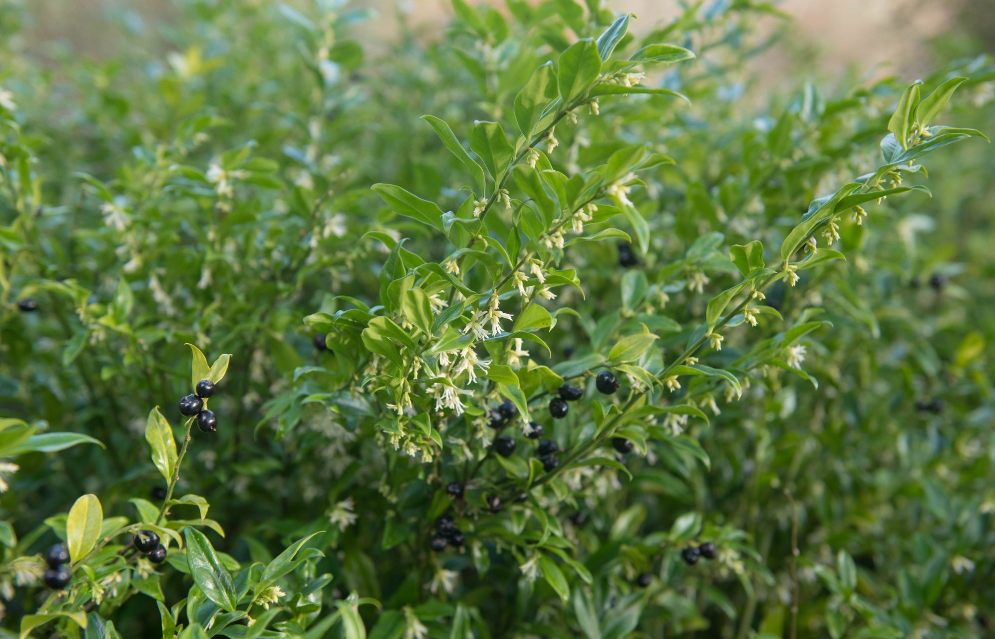 sarcococca confusa plant with small green leaves growing outside