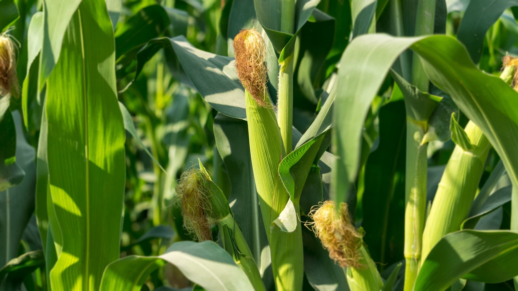 corn plantation