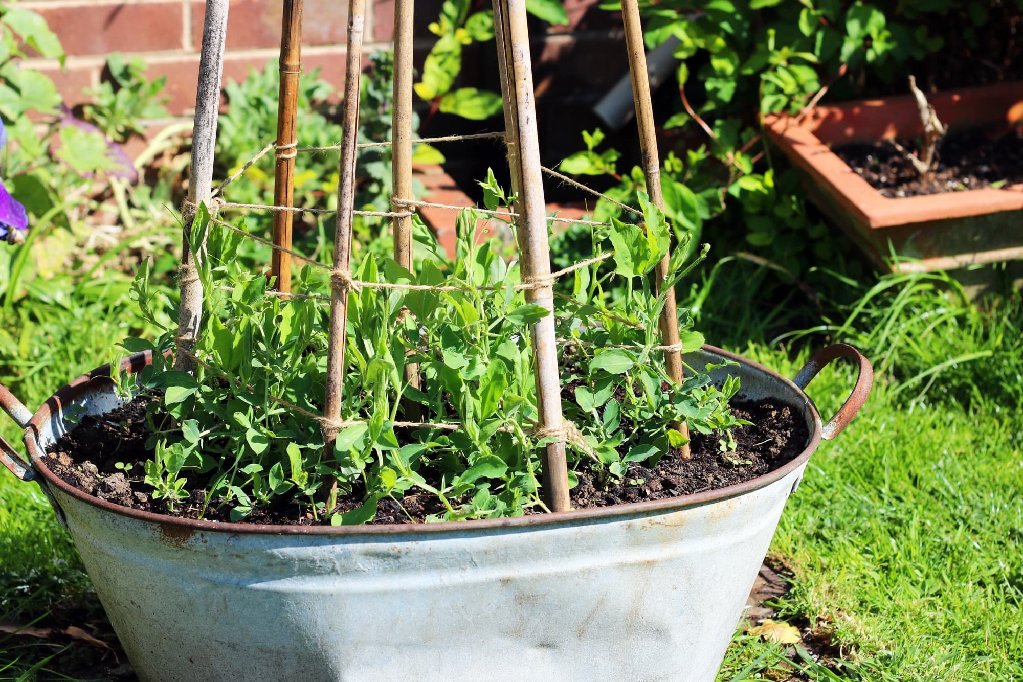 young leafy sweet pea plant growing in a container up and around some bamboo canes for support
