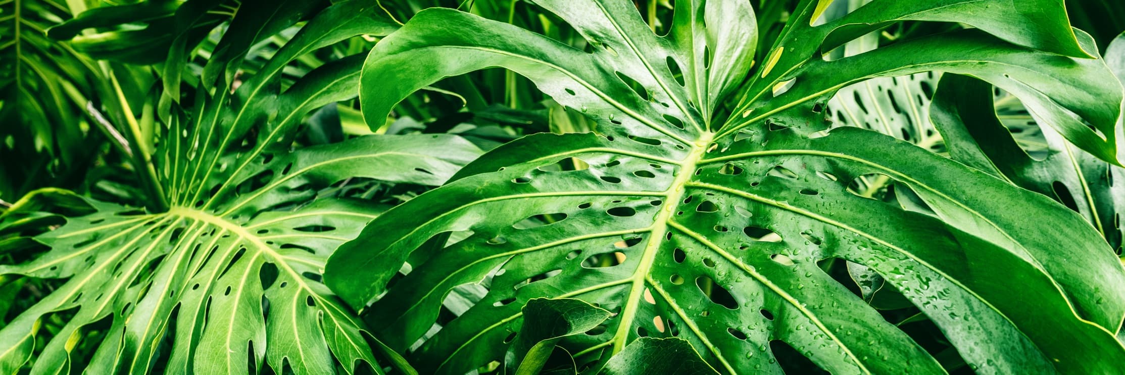tropical green foliage of swiss cheese plant