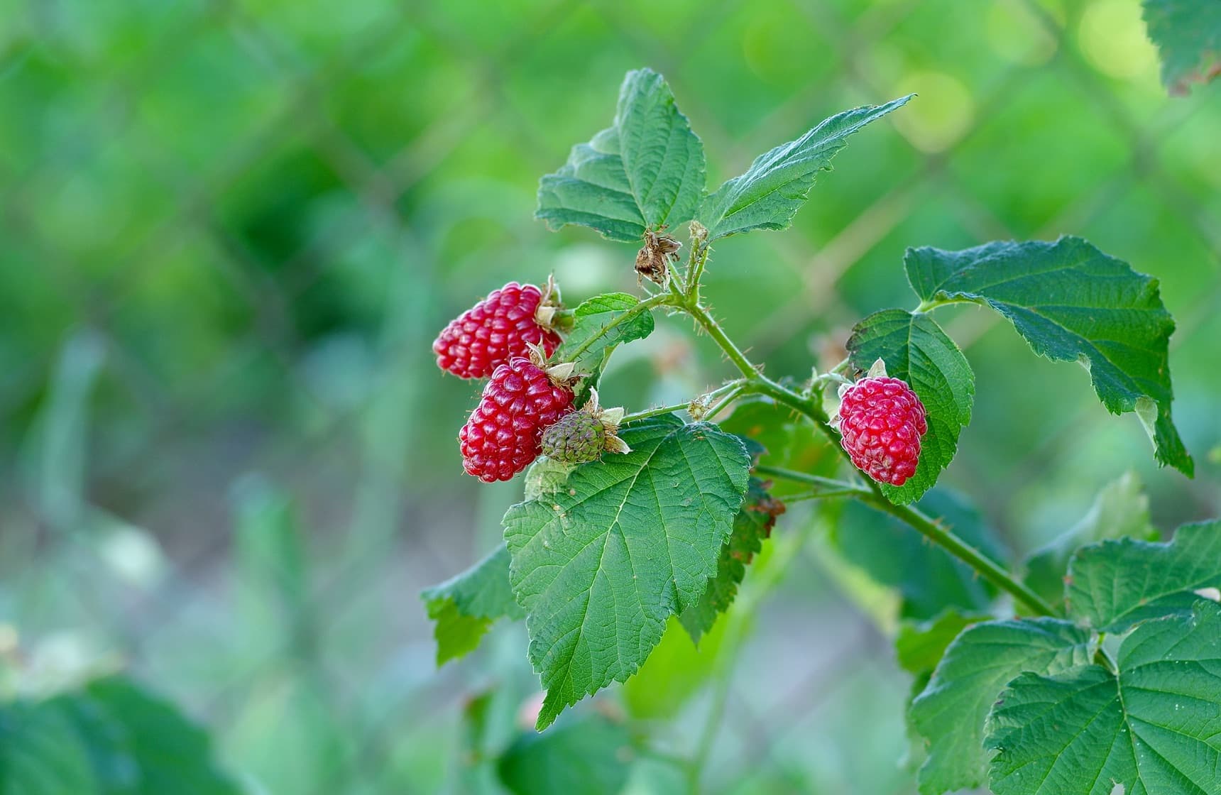 tayberry fruits on a branch