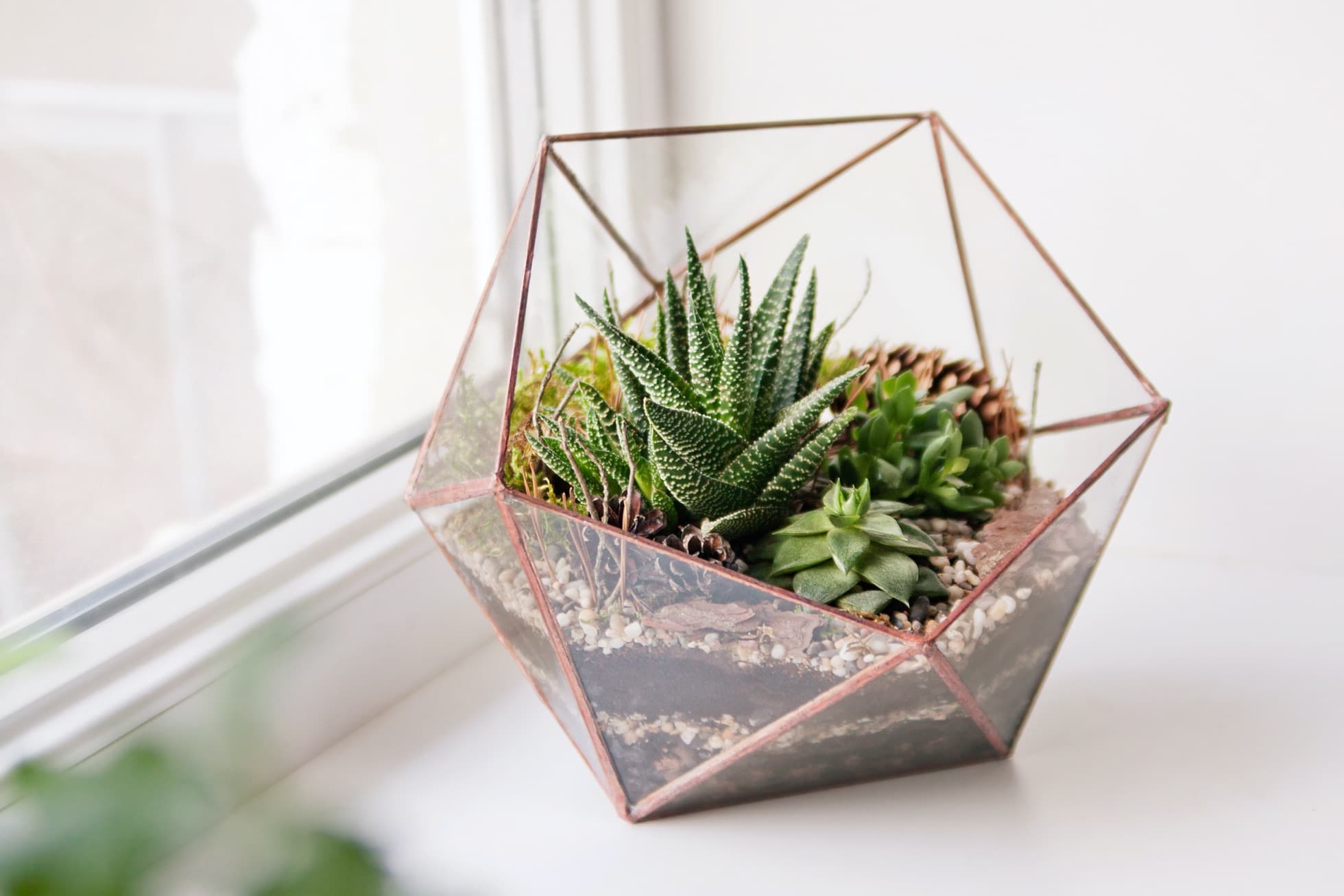 mini succulents in a glass terrarium on a windowsill
