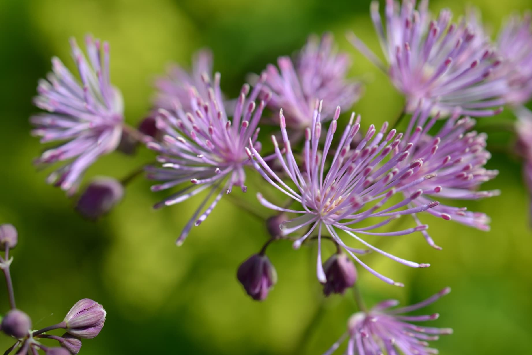 purple thalictrum blooms