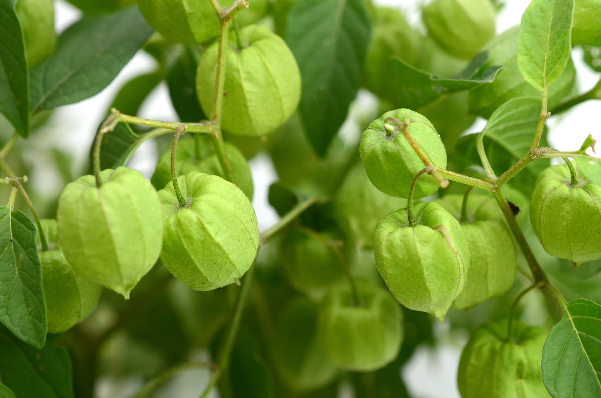 a tomatillo plant bearing fruits