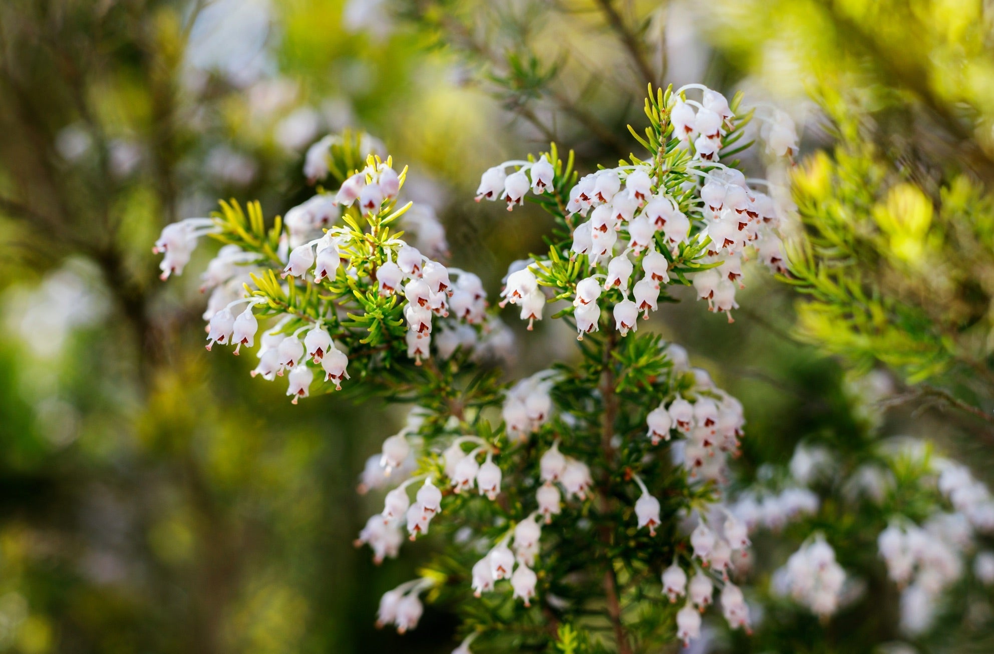 erica arborea plant up close