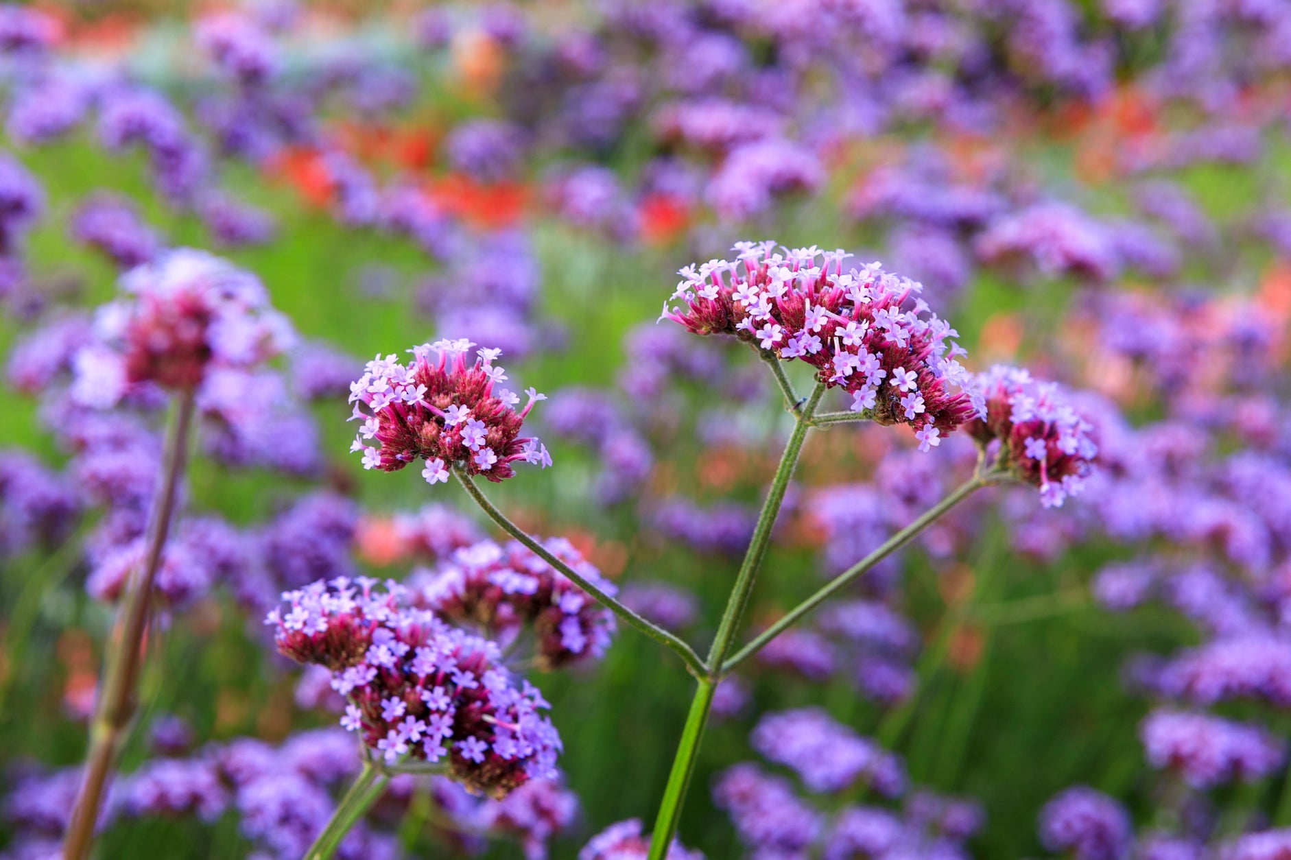 pink and purple flowering verbena plants with tall stems growing outside in a field