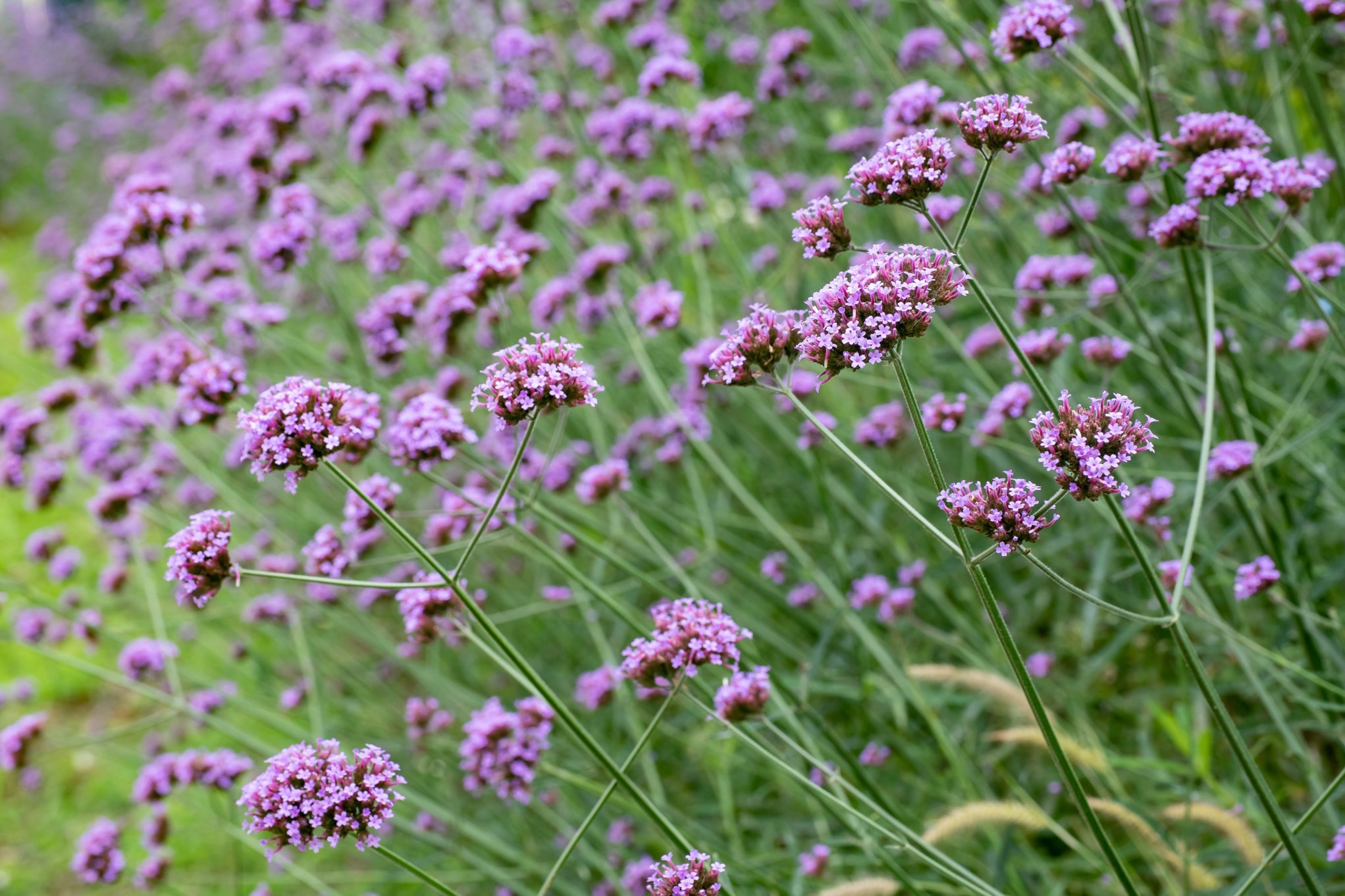 clusters of tiny purple flowers growing on tall upright stems of verbena plants