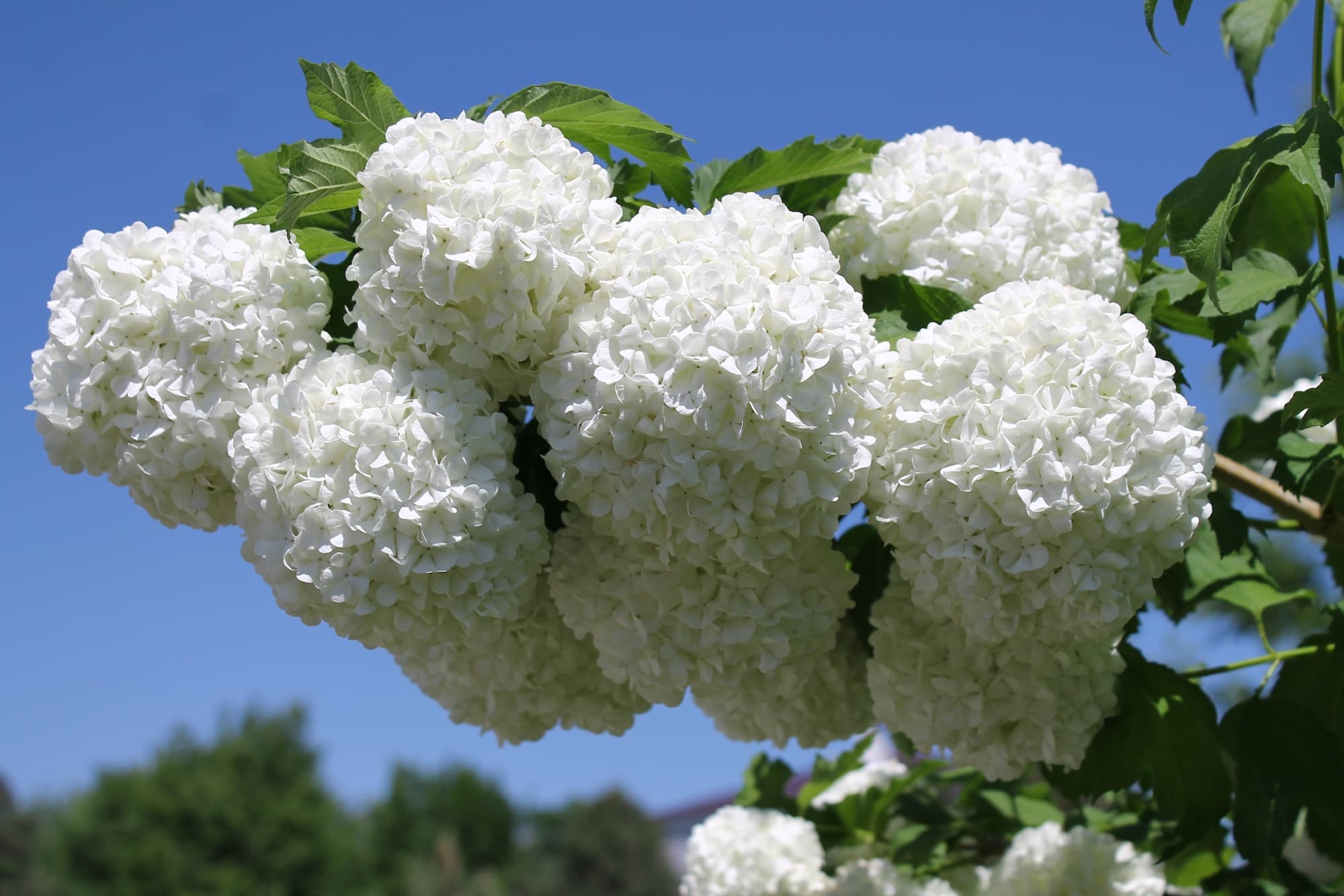 giant frilly 'roseum' blooms from a V. opulus shrub set against a blue sky