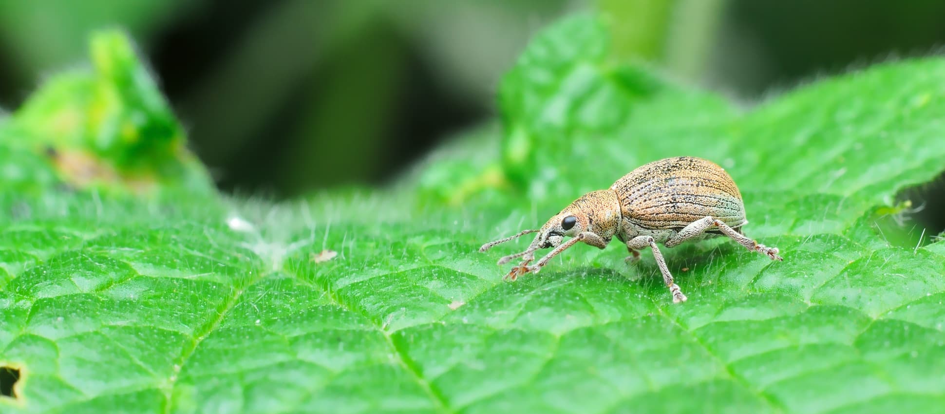 vine weevil on a plant leaf