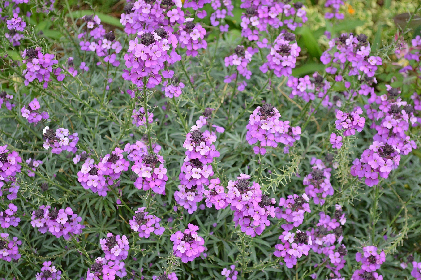 pink flowering wallflowers growing in a grassy field outside