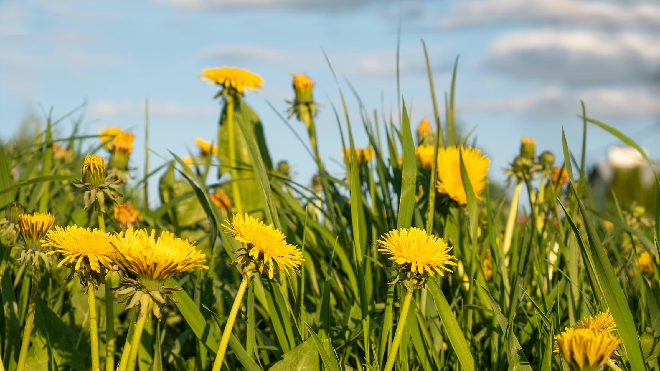 dandelions in overgrown grass with clouded sky in the background