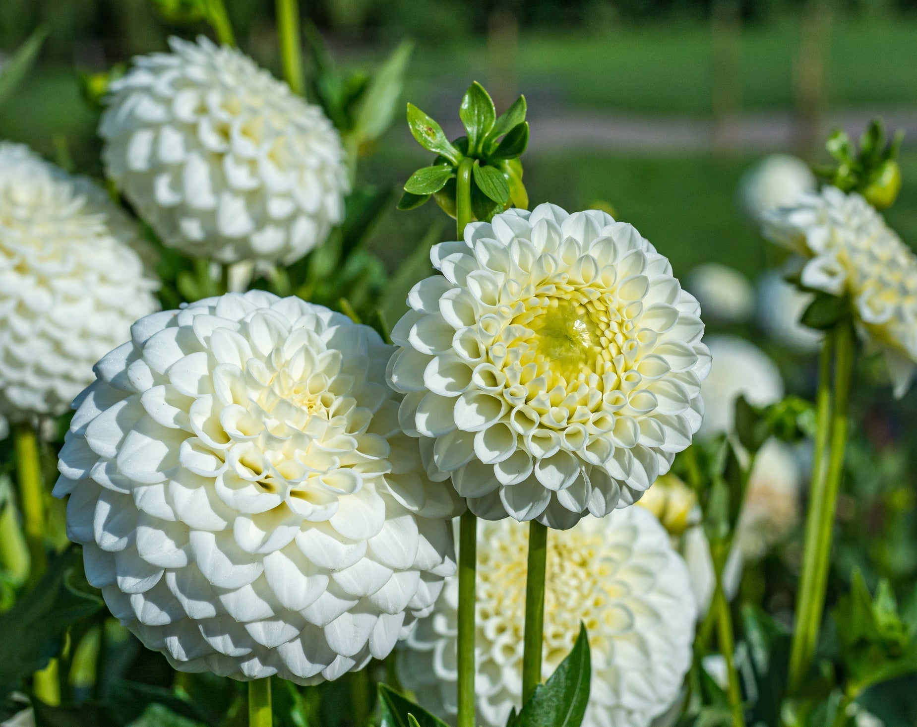 white flowering dahlias growing outside next to each other