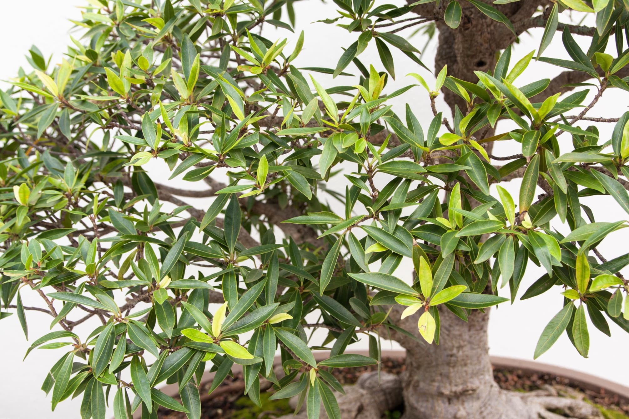 miniature willow tree in a round pot