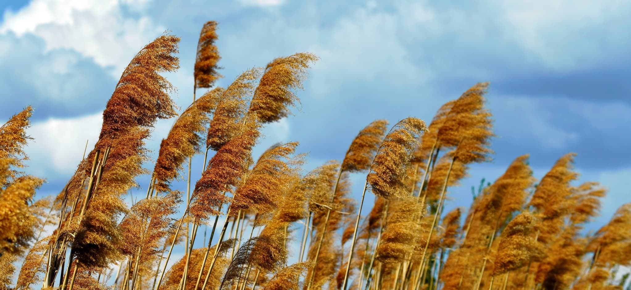 reeds blowing in the wind with cloudy sky in the background