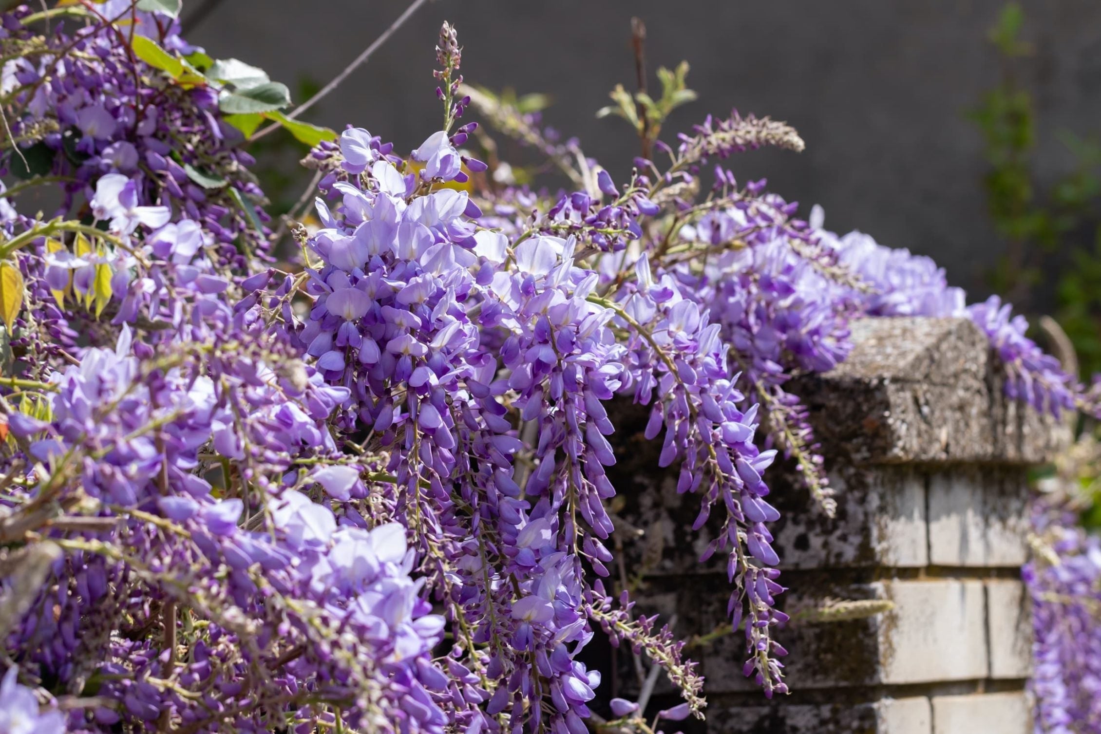 wisteria flowers hanging over garden wall