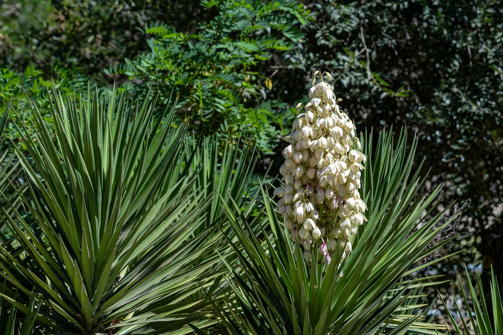 yucca plants with white flowers growing on a tall erect stem outside growing in front of other green-leaved shrubs