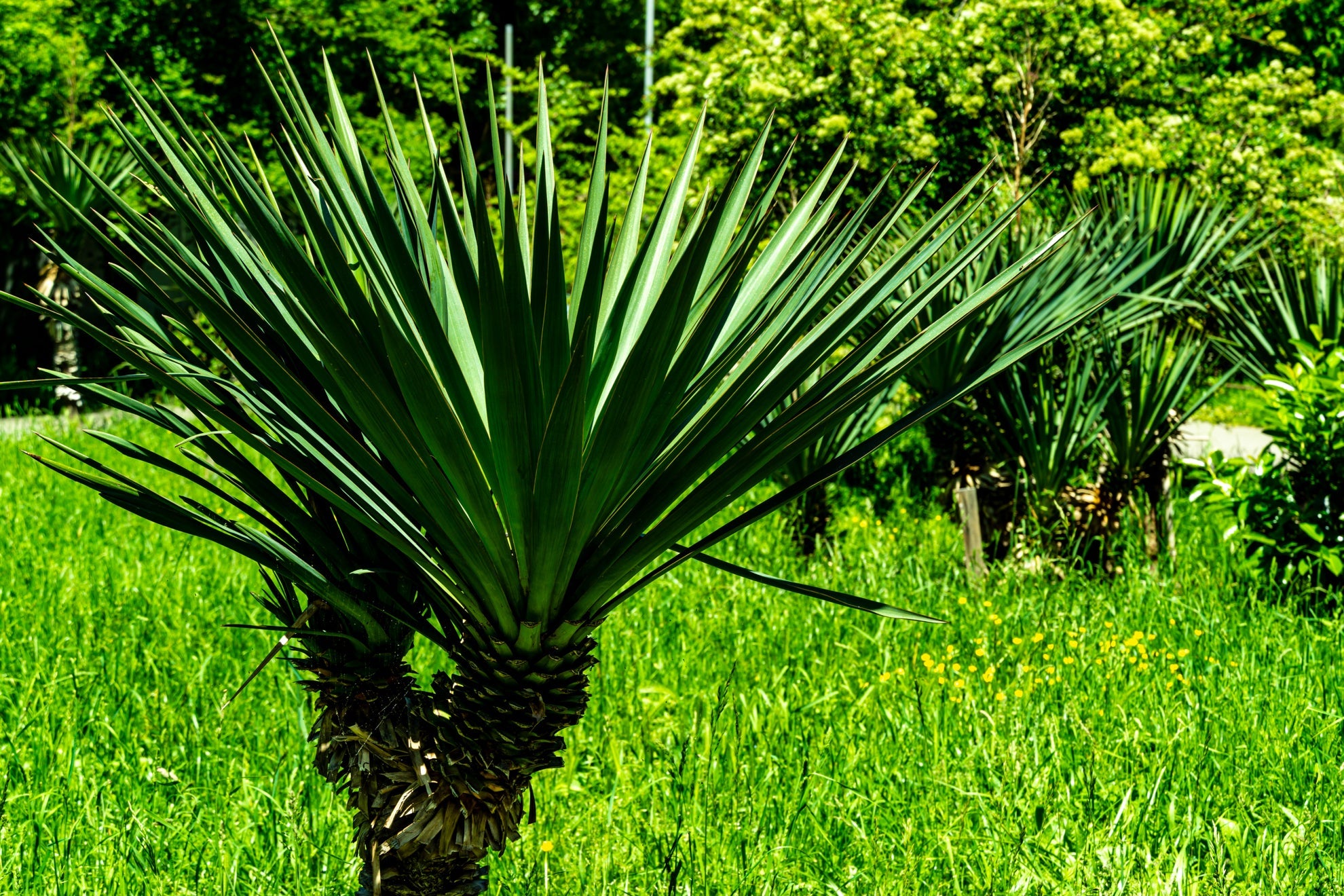yucca tree with tall green leaves growing outside in front of a garden lawn with trees in the background
