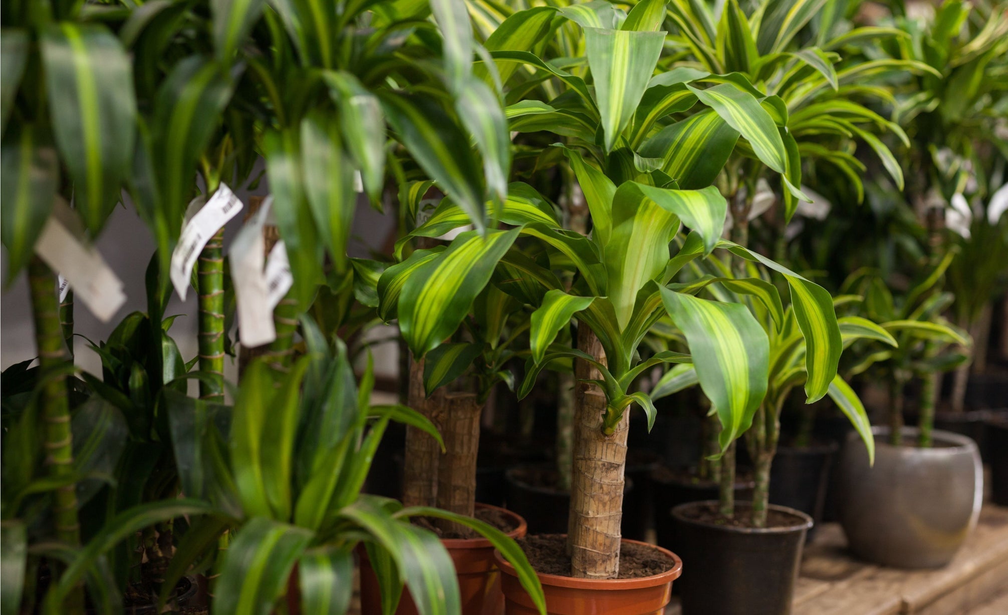 potted yucca plants with green and white variegated leaves growing in rows