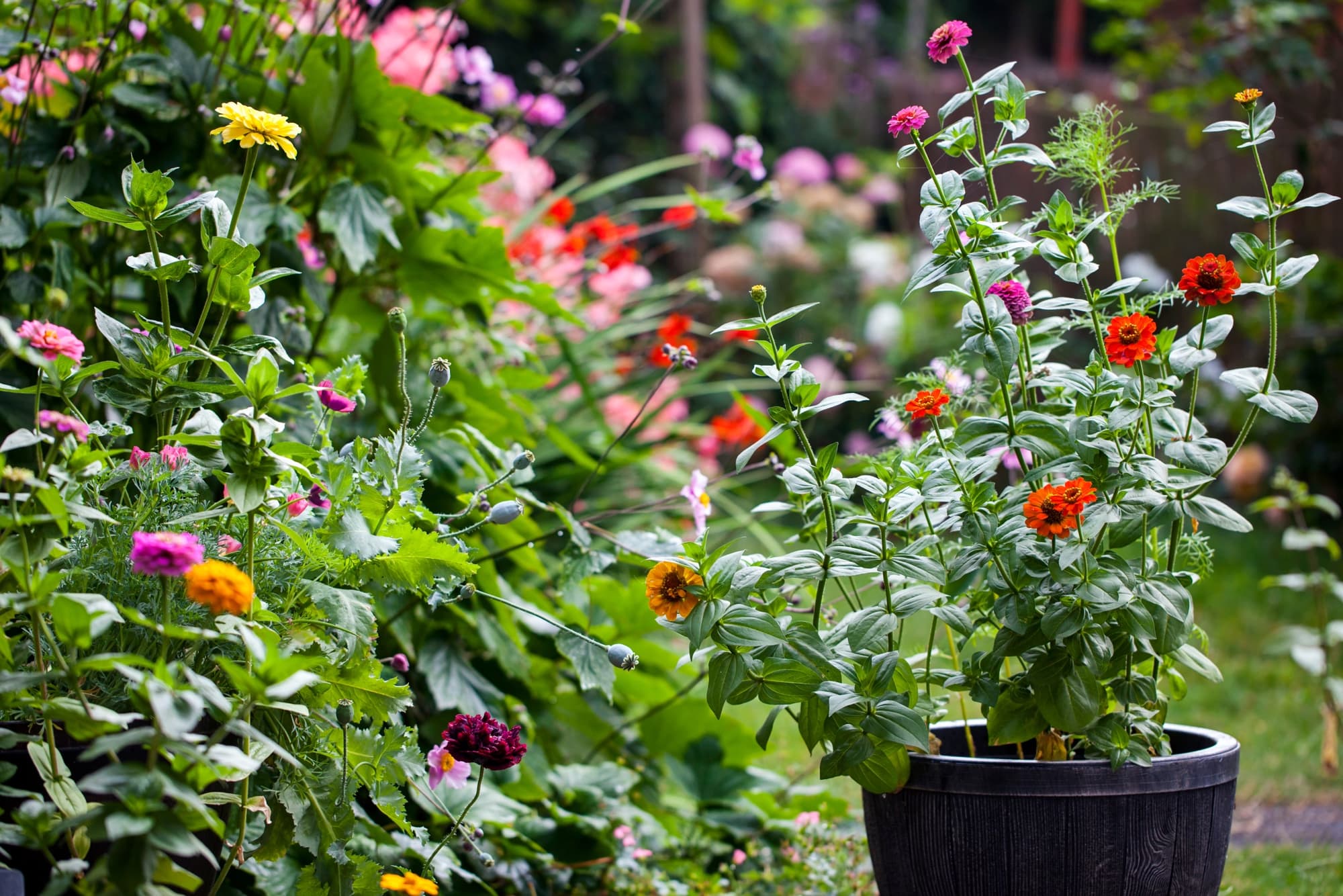 brightly coloured zinnias in shades of red, orange and pink growing in a container or garden border side by side