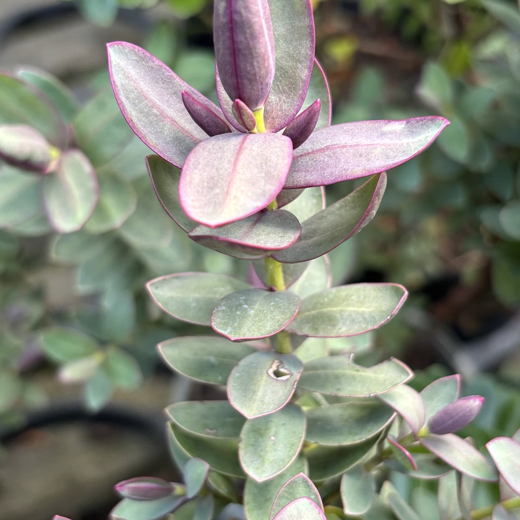 Buy Hebe albicans 'Red Edge' Plants - 2L / 5L Pots Delivered
