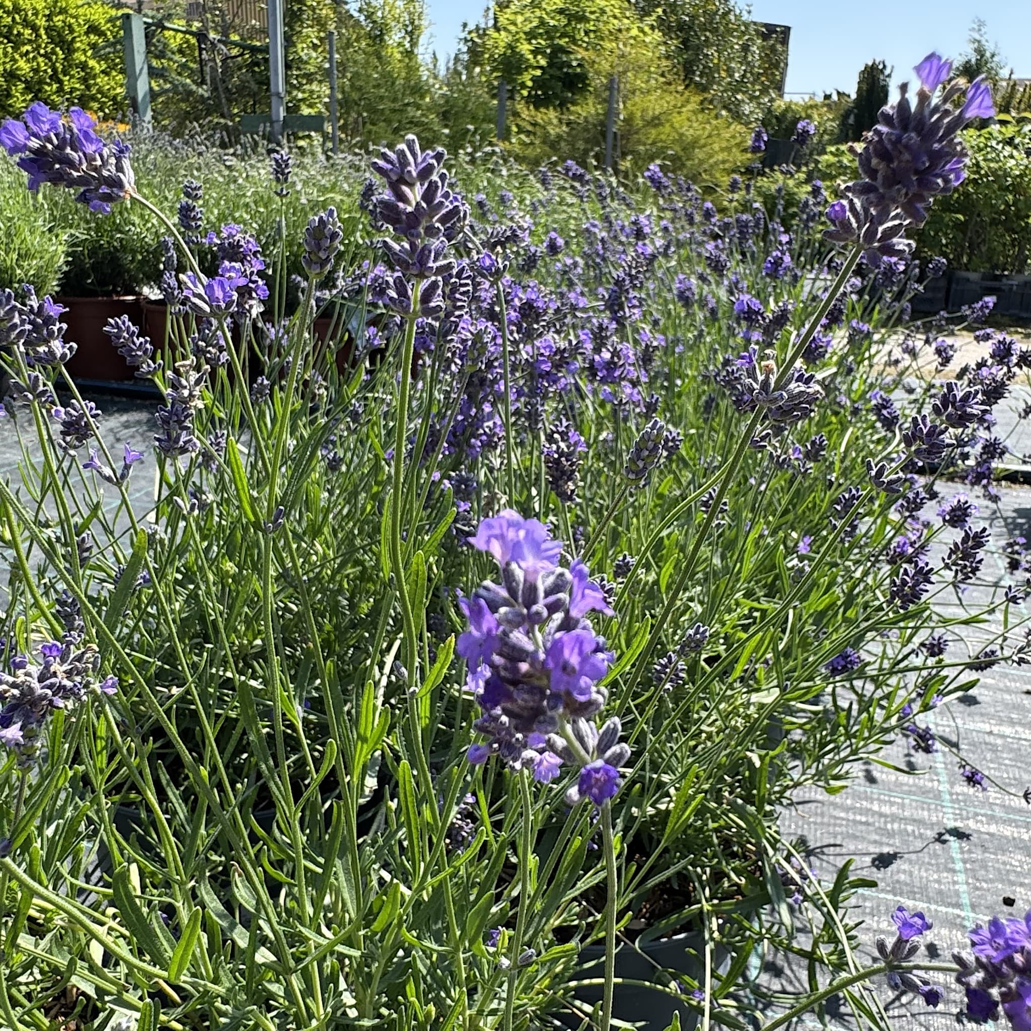 essence lavender plant Buy Lavandula ang. 'Essence Purple' Plants - 5L Pots Delivered