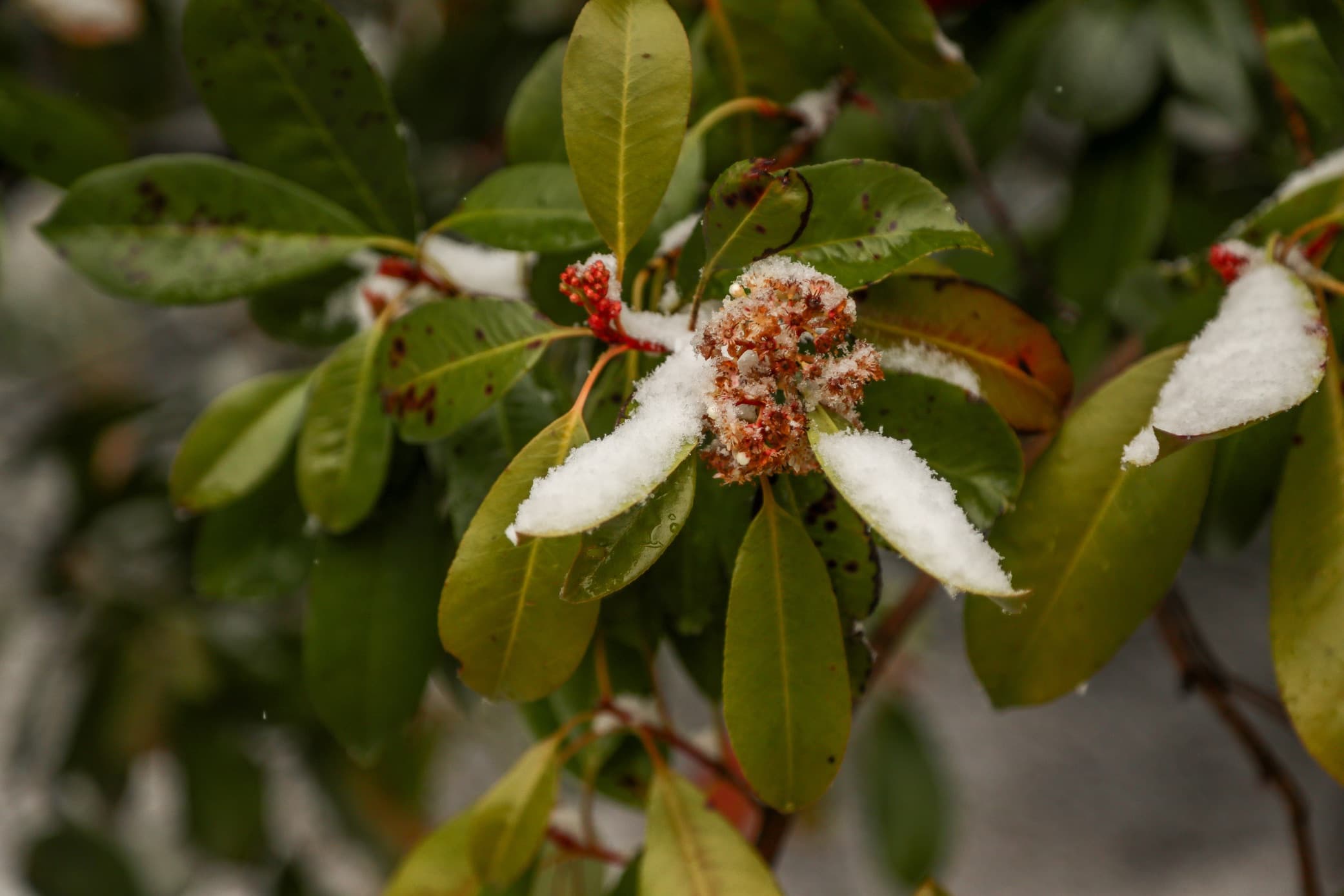 photinia with buds covered in snow