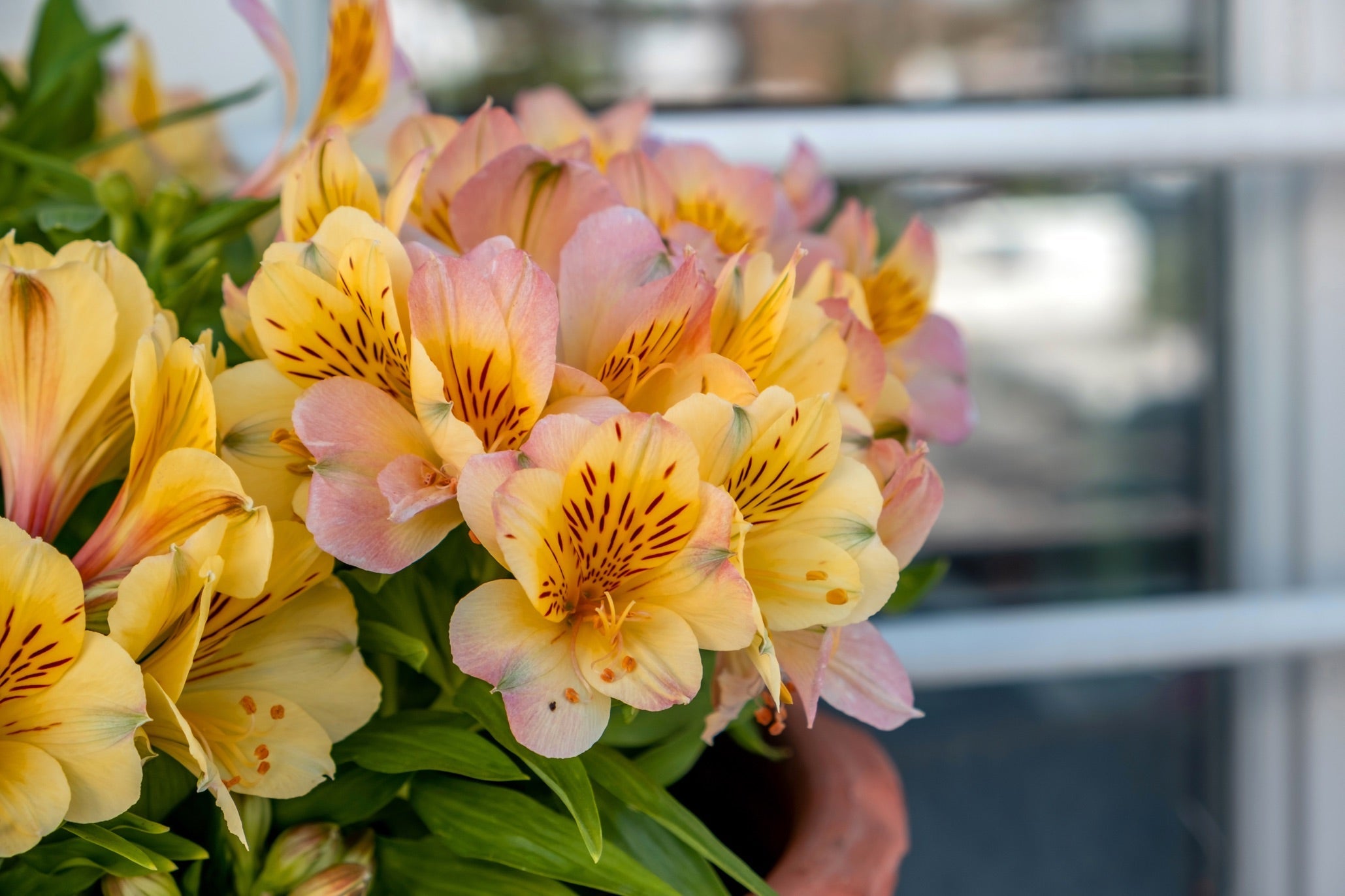potted alstroemeria with yellow and pink flowers growing outside