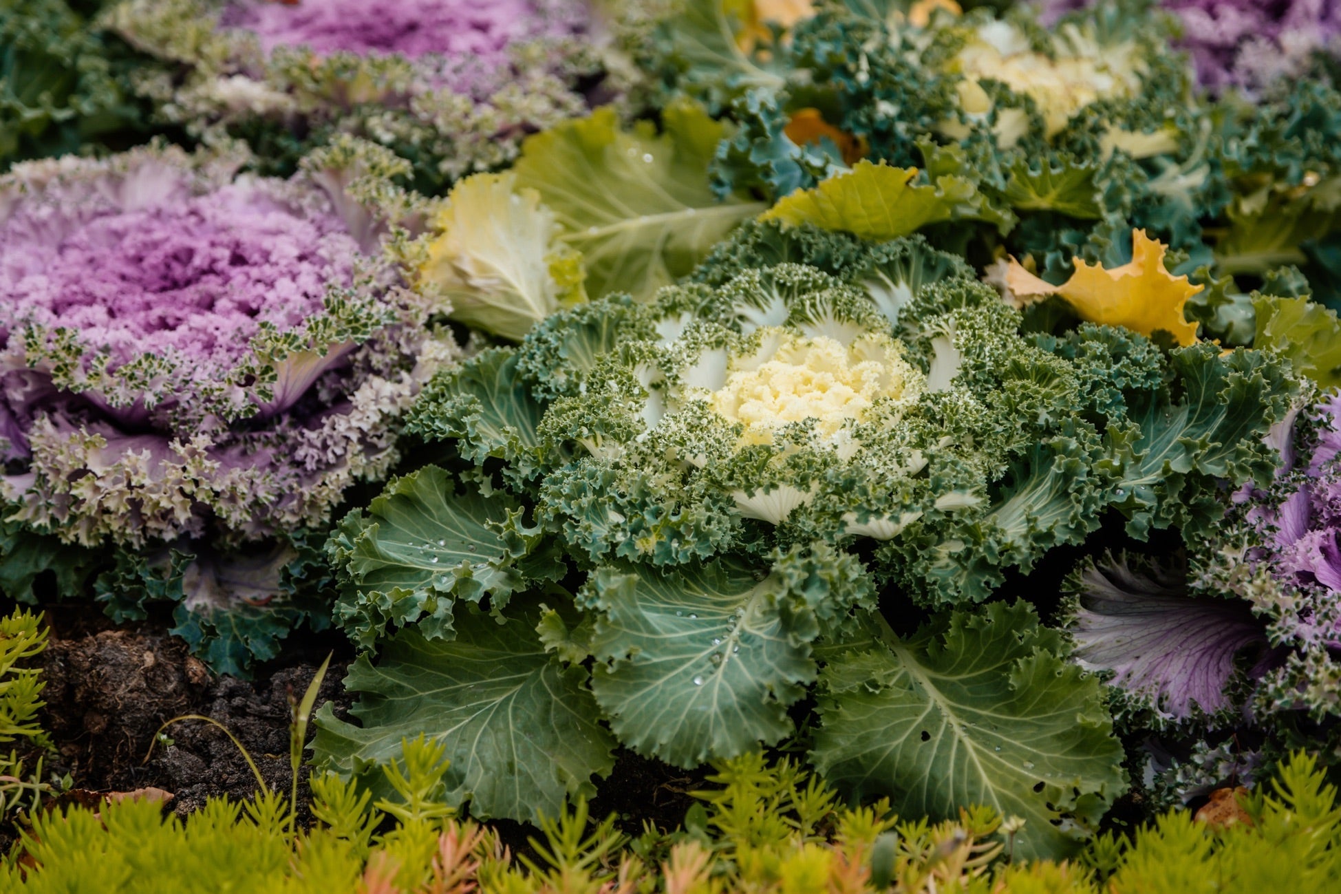decorative ornamental cabbages growing outside bearing pink, white and orange hues amongst their green leaves