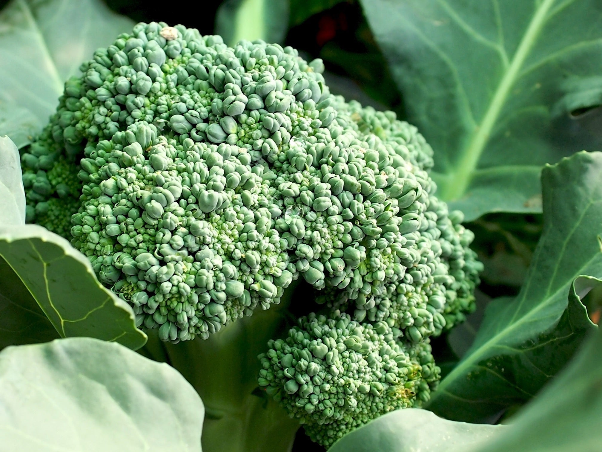 A large head of a broccoli plant growing against the vegetable's leaves.