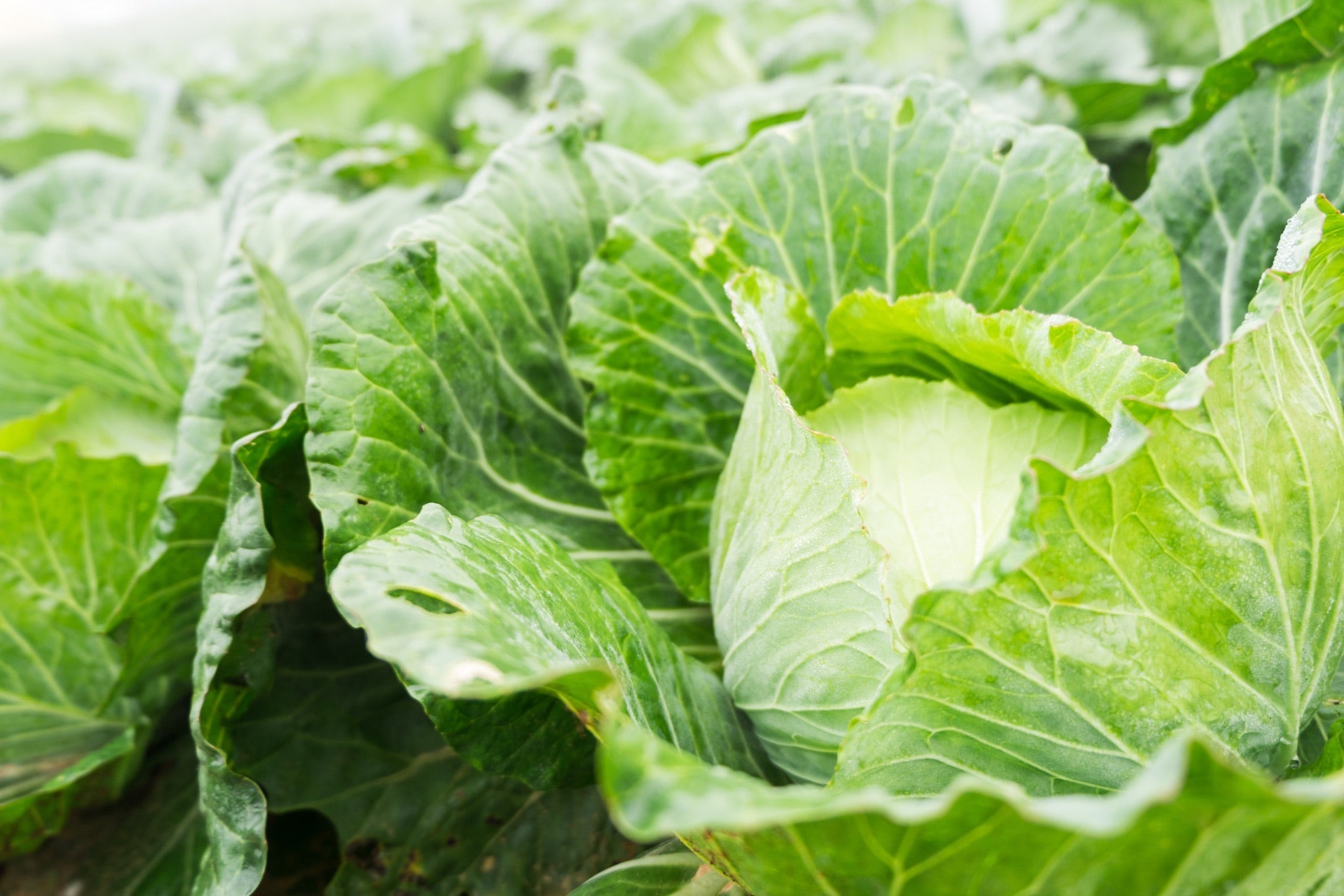 An image of a cabbage growing in a field of cabbages that are all ready to be harvested.