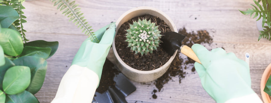 Make Your Own Cactus Potting Mix With Recipes From Sarah Gerrard-Jones ...