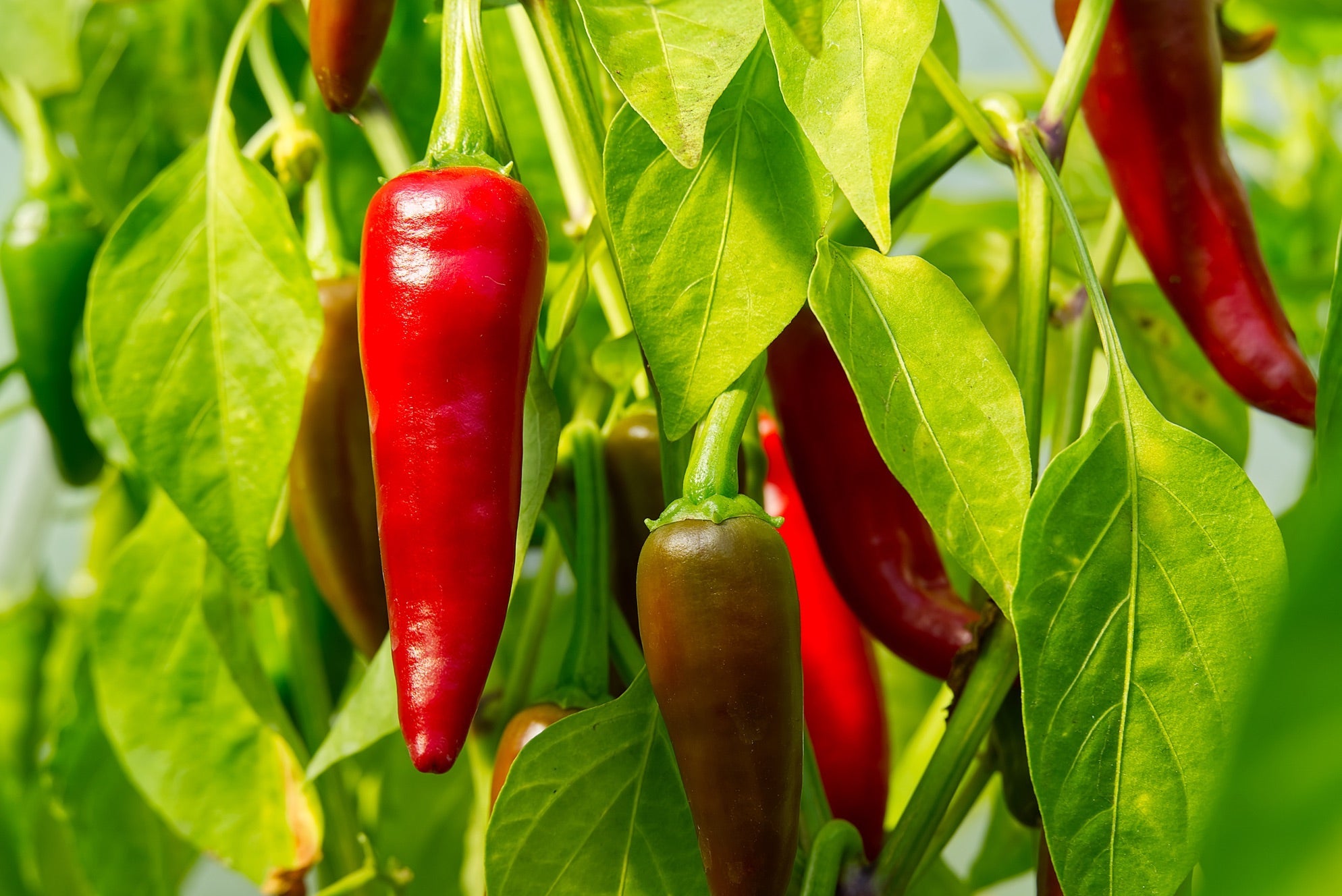 Red chilli pepper fruits growing in front of a background of the plant's green leaves.